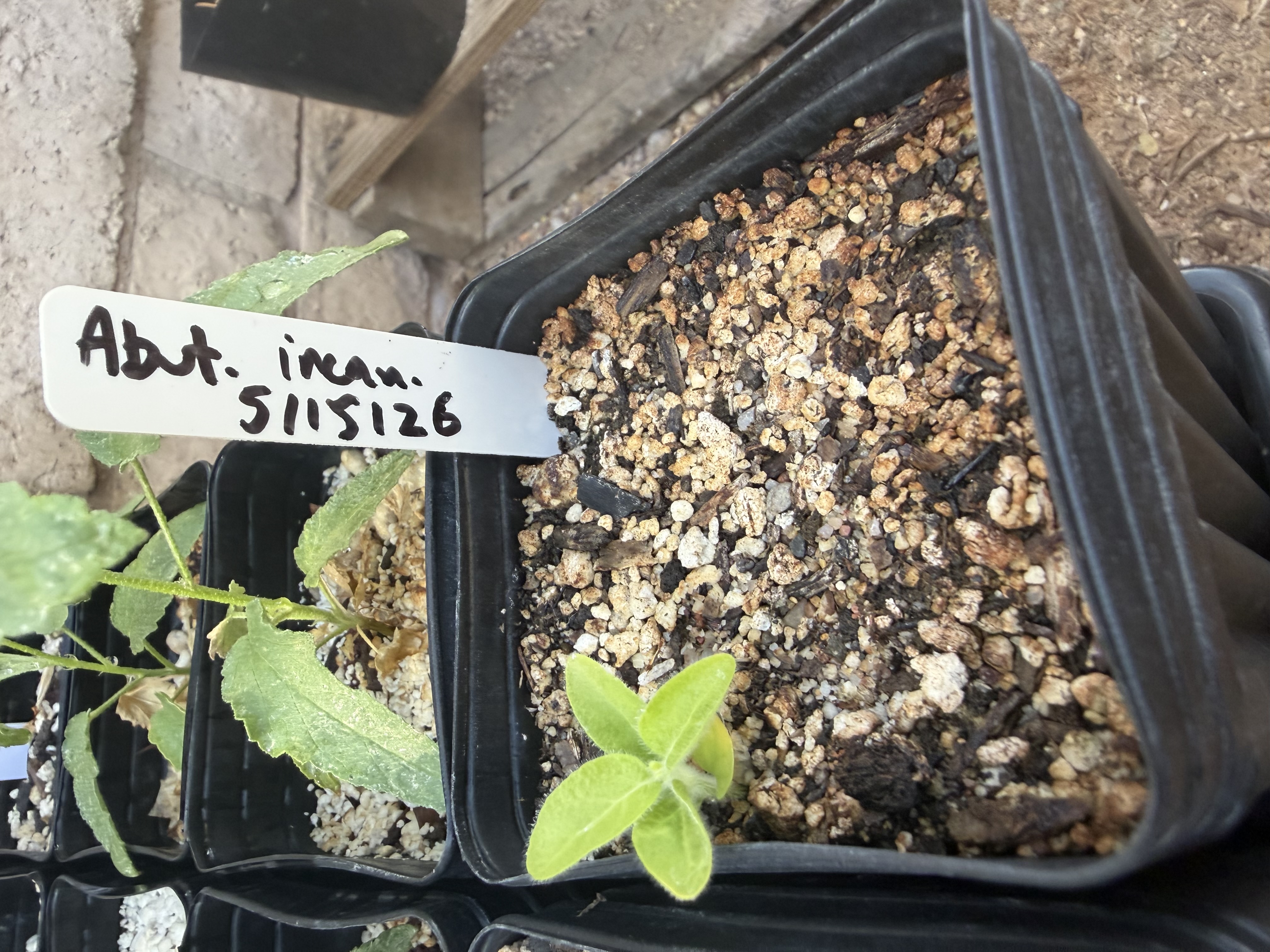 image from Abutilon incanum (pelotazo)