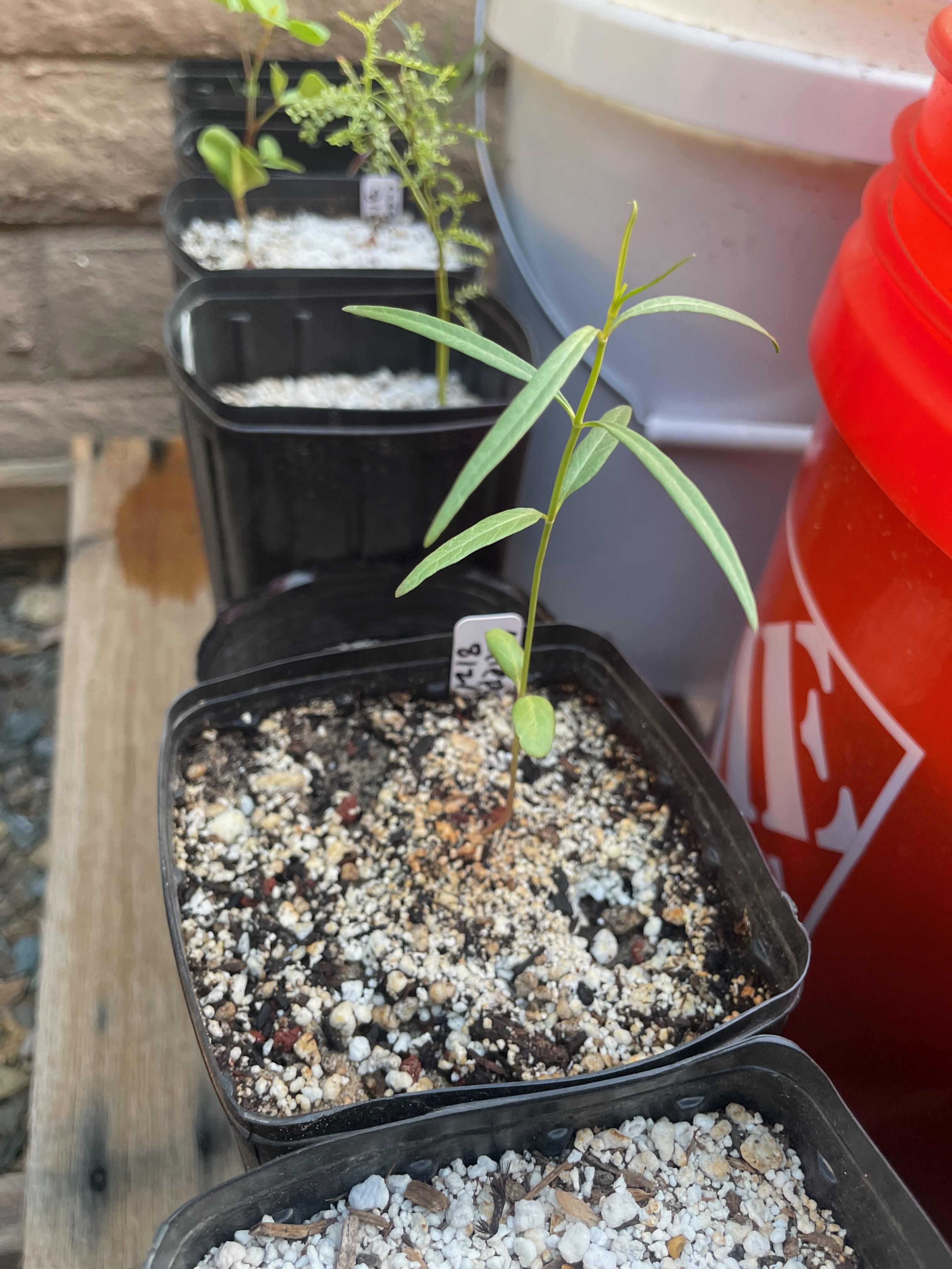 image from Asclepias subulata (rush milkweed)