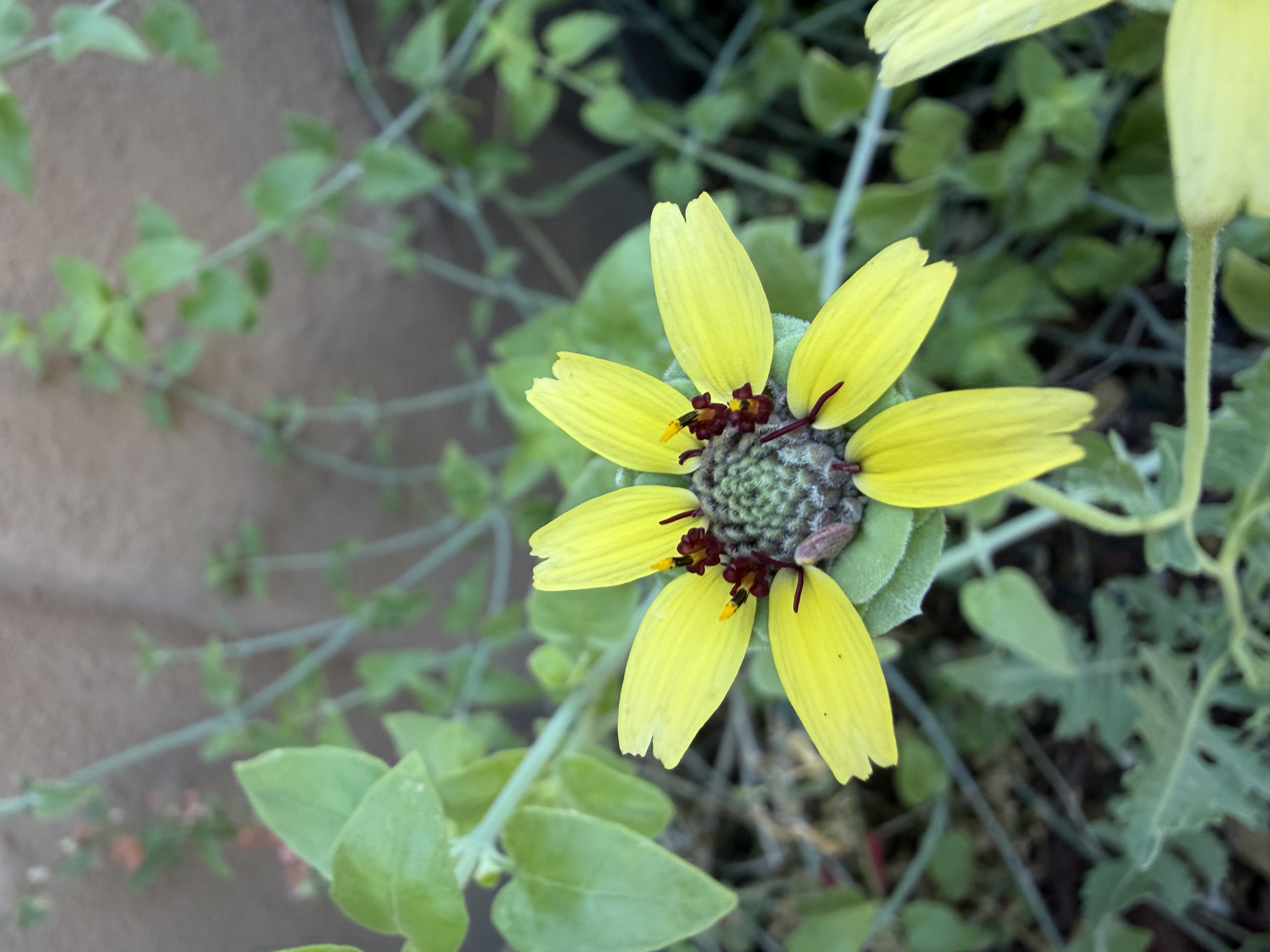 image from Berlandiera lyrata (lyre-leaf greeneyes)