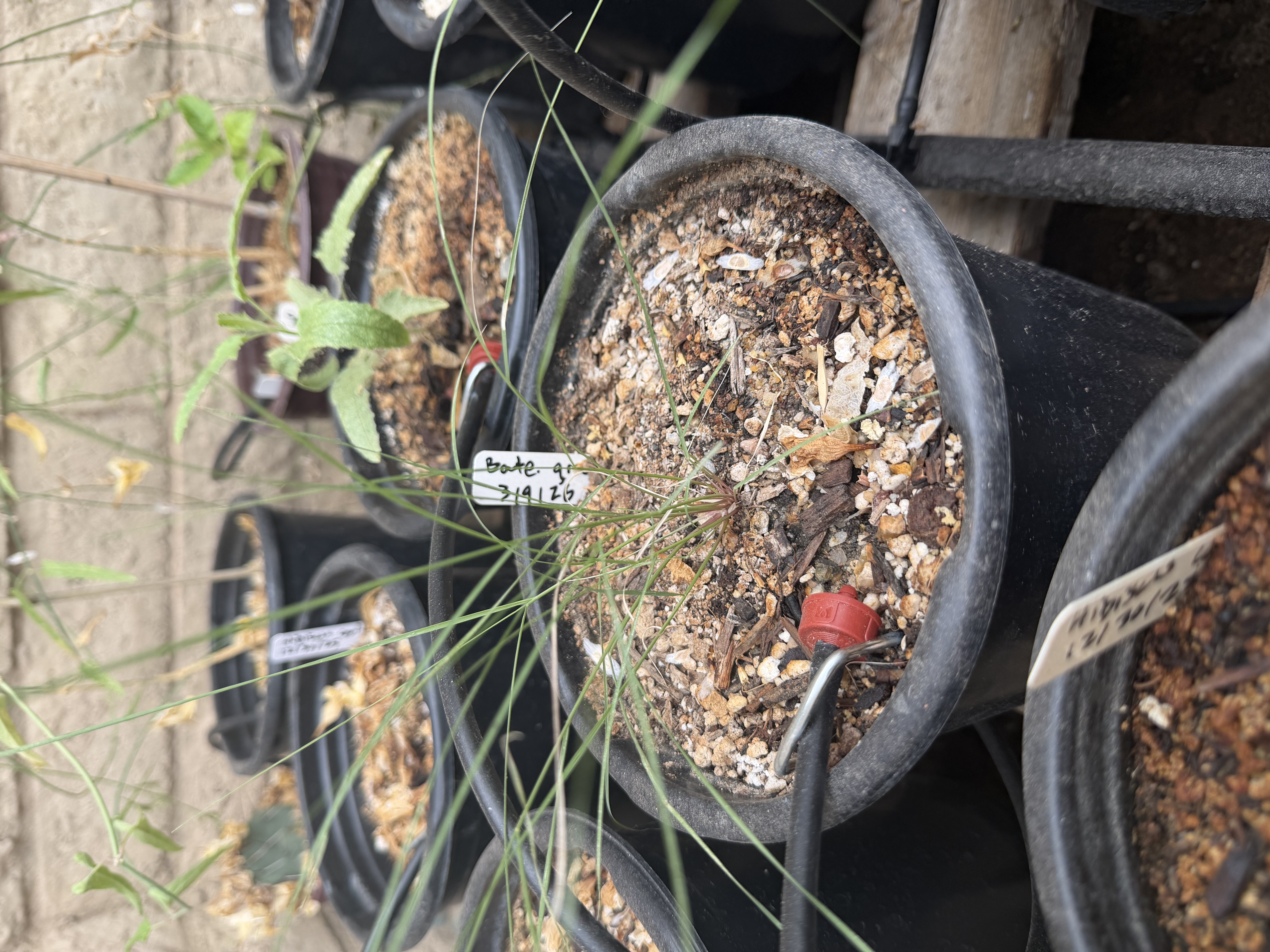Bouteloua gracilis (Blue Grama)