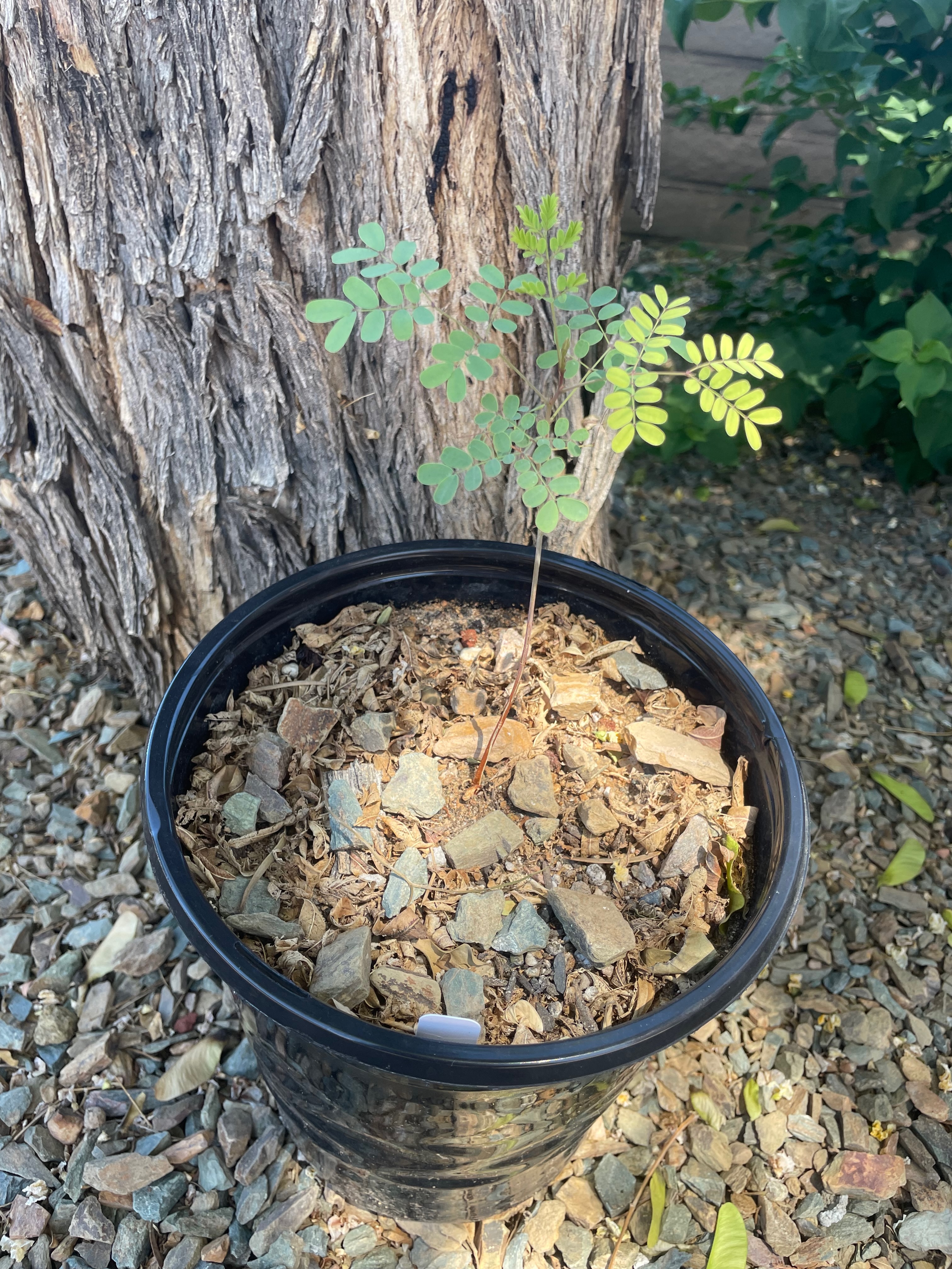 image from Caesalpinia pulcherrima (red bird‑of‑paradise)
