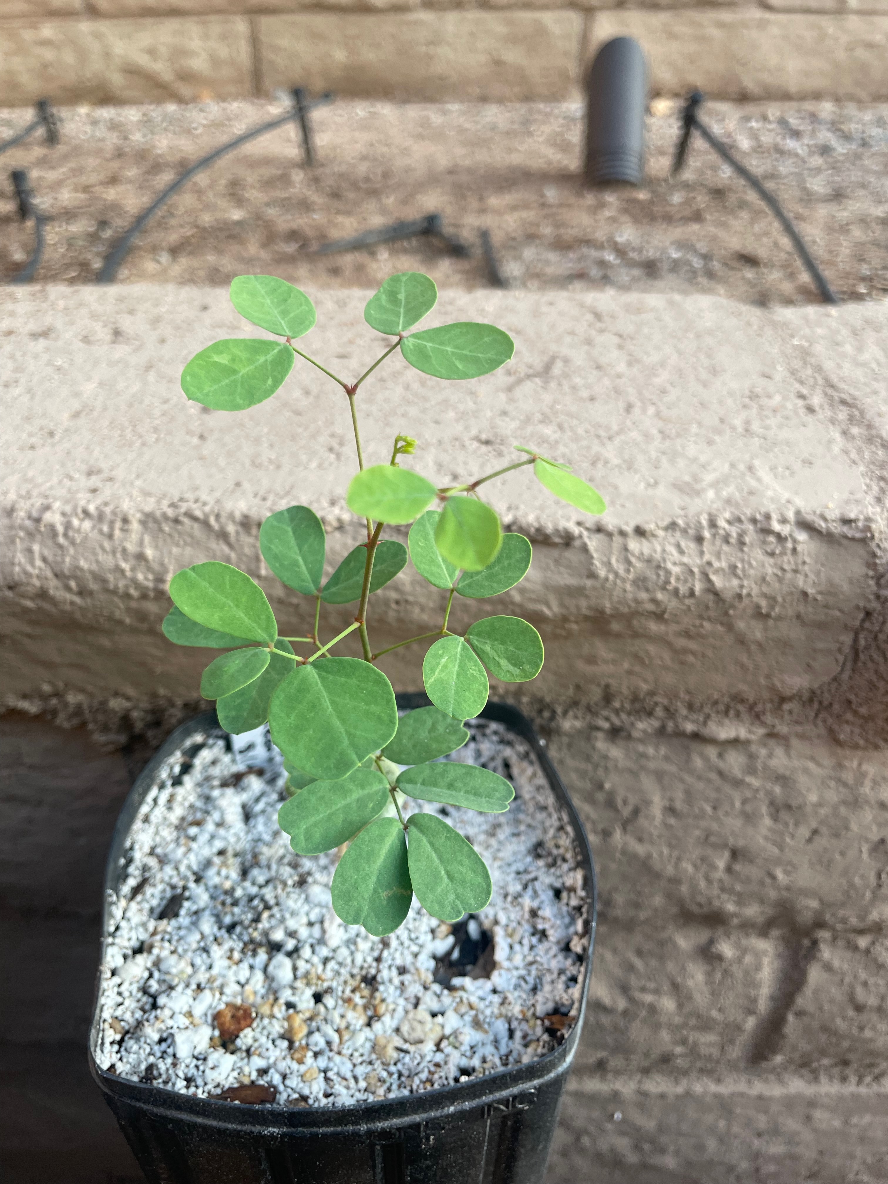 image from Caesalpinia cacalaco (cascalote tree)