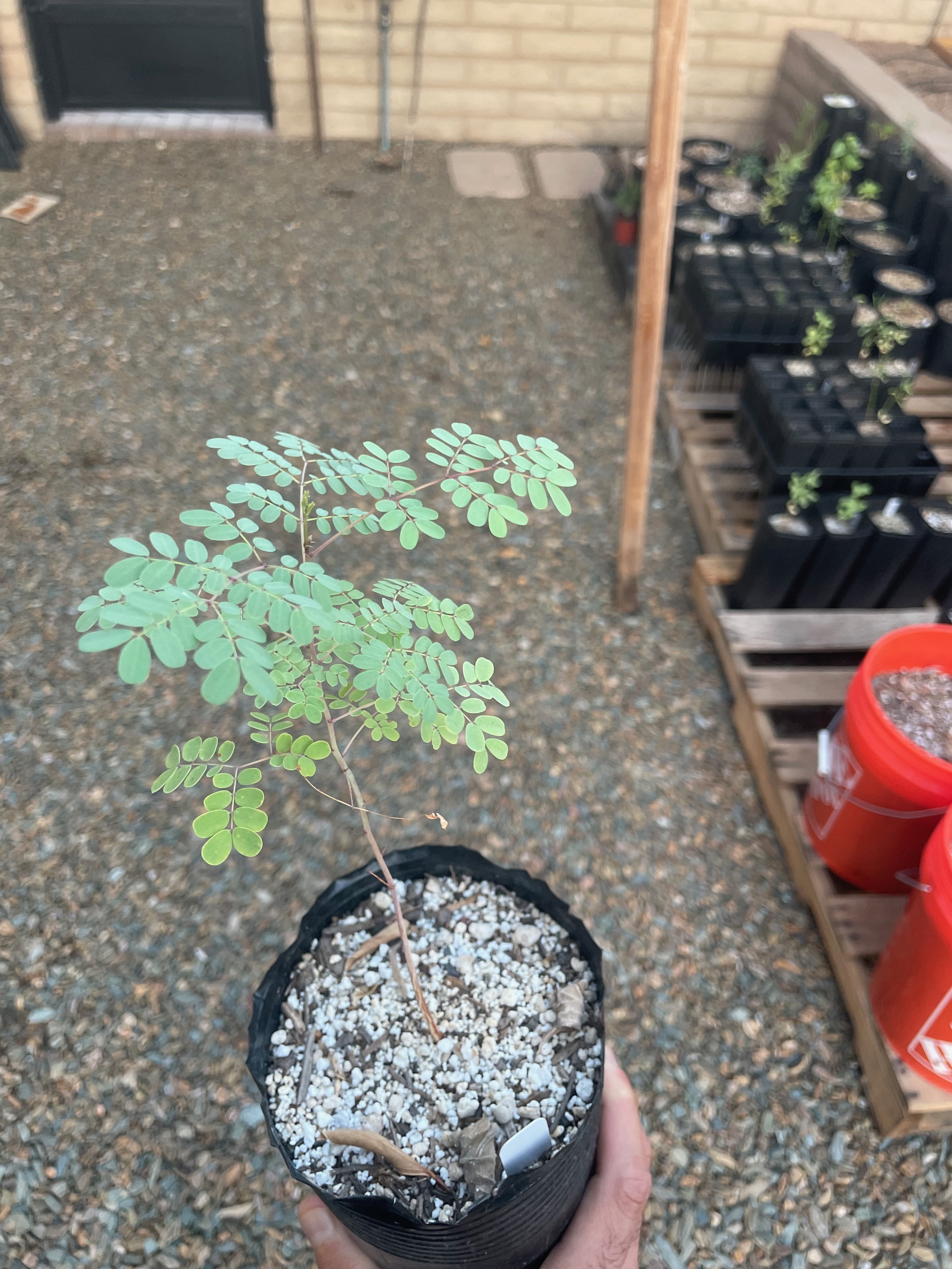image from Caesalpinia pulcherrima (red bird of paradise)