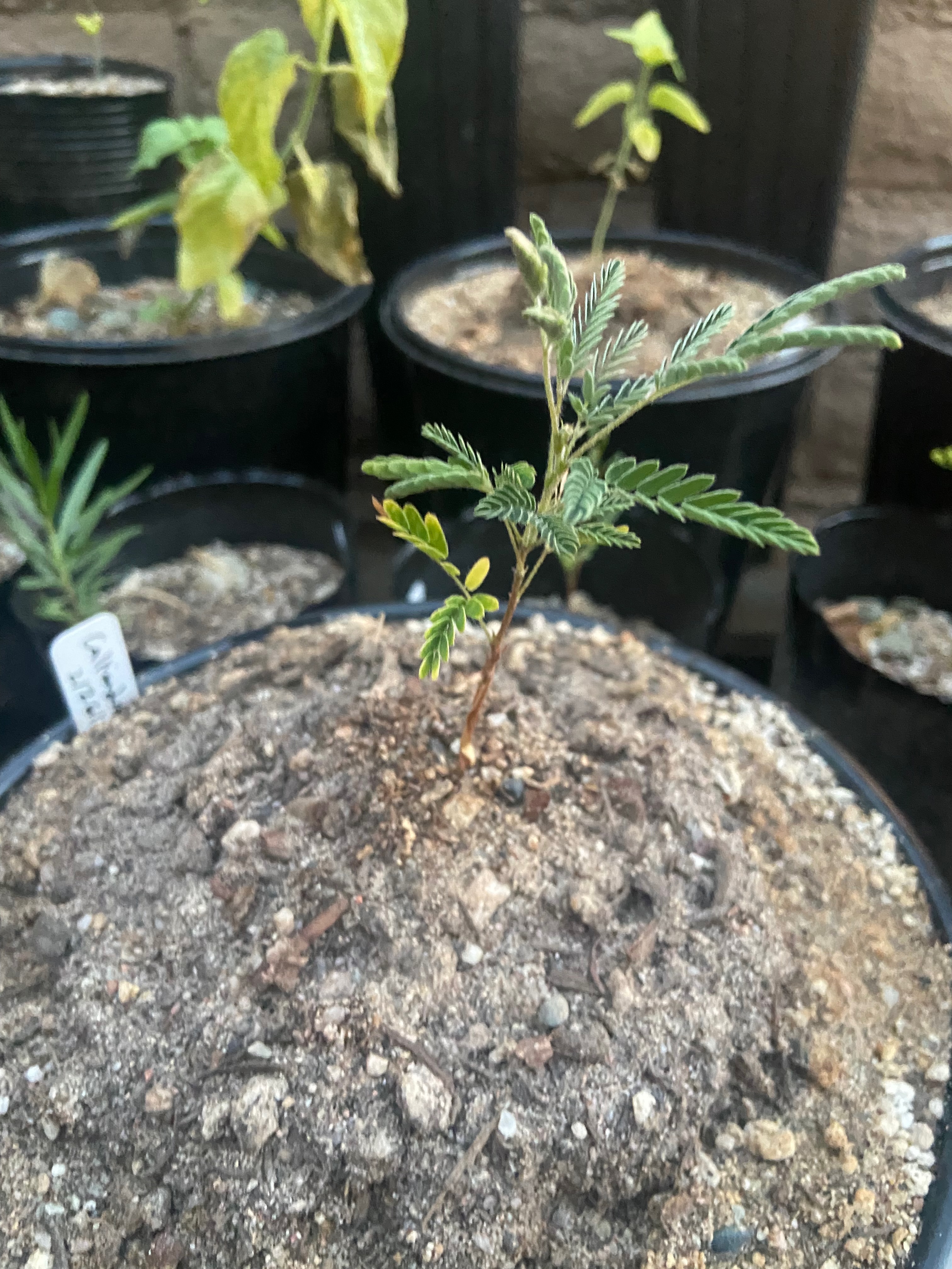 calliandra californica (Baja fairy duster)