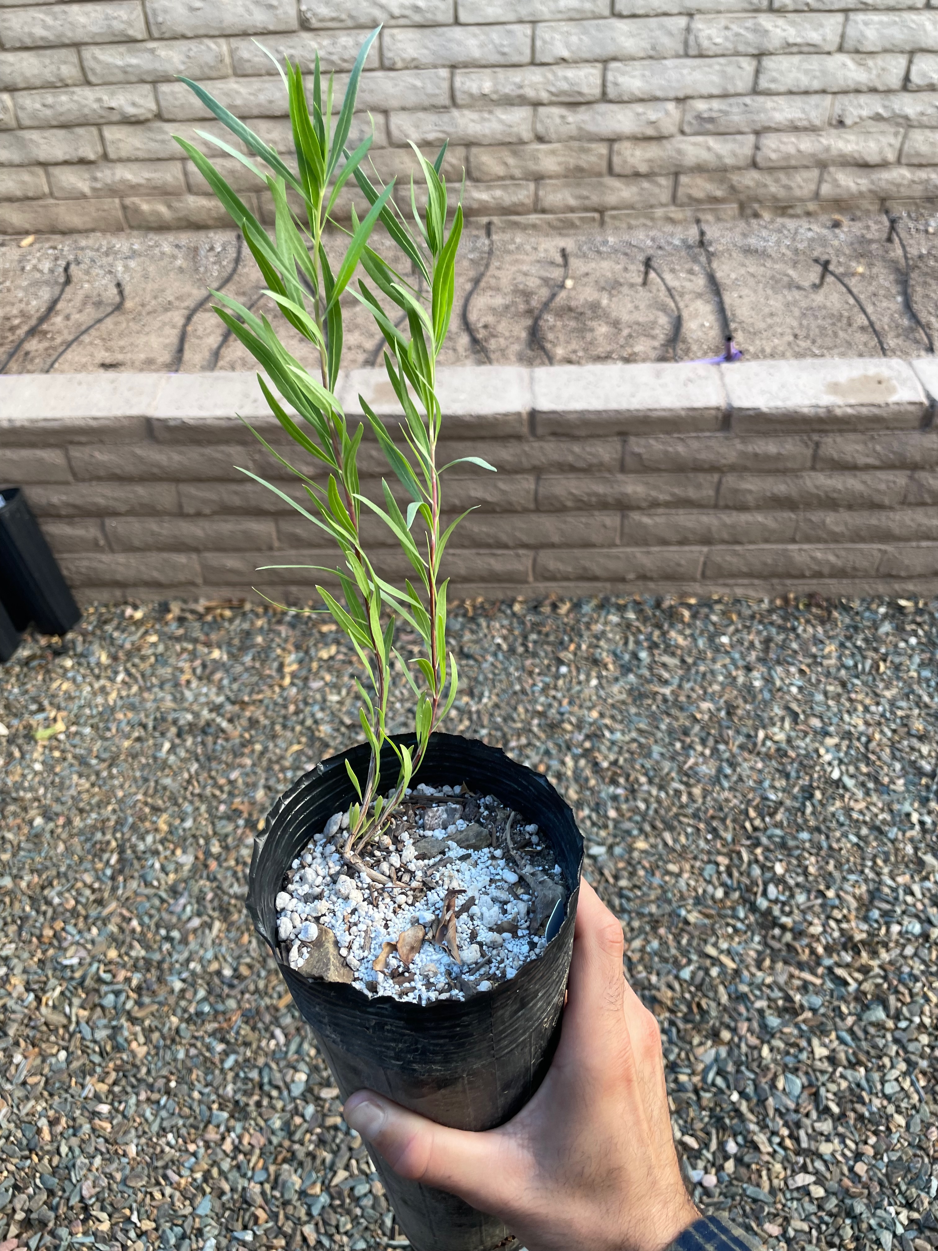 Chilopsis linearis (desert willow)