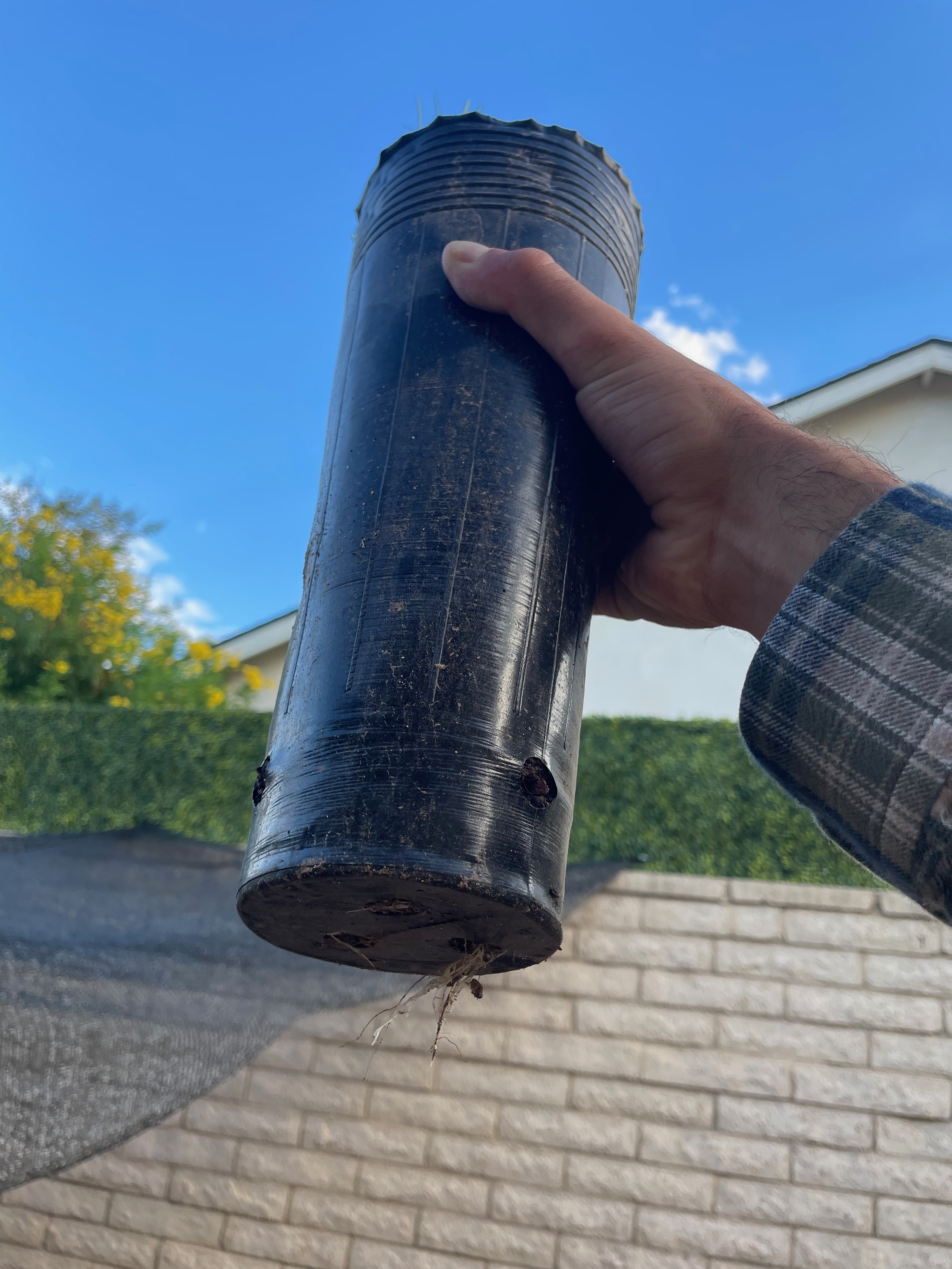 Chilopsis roots at 6 months