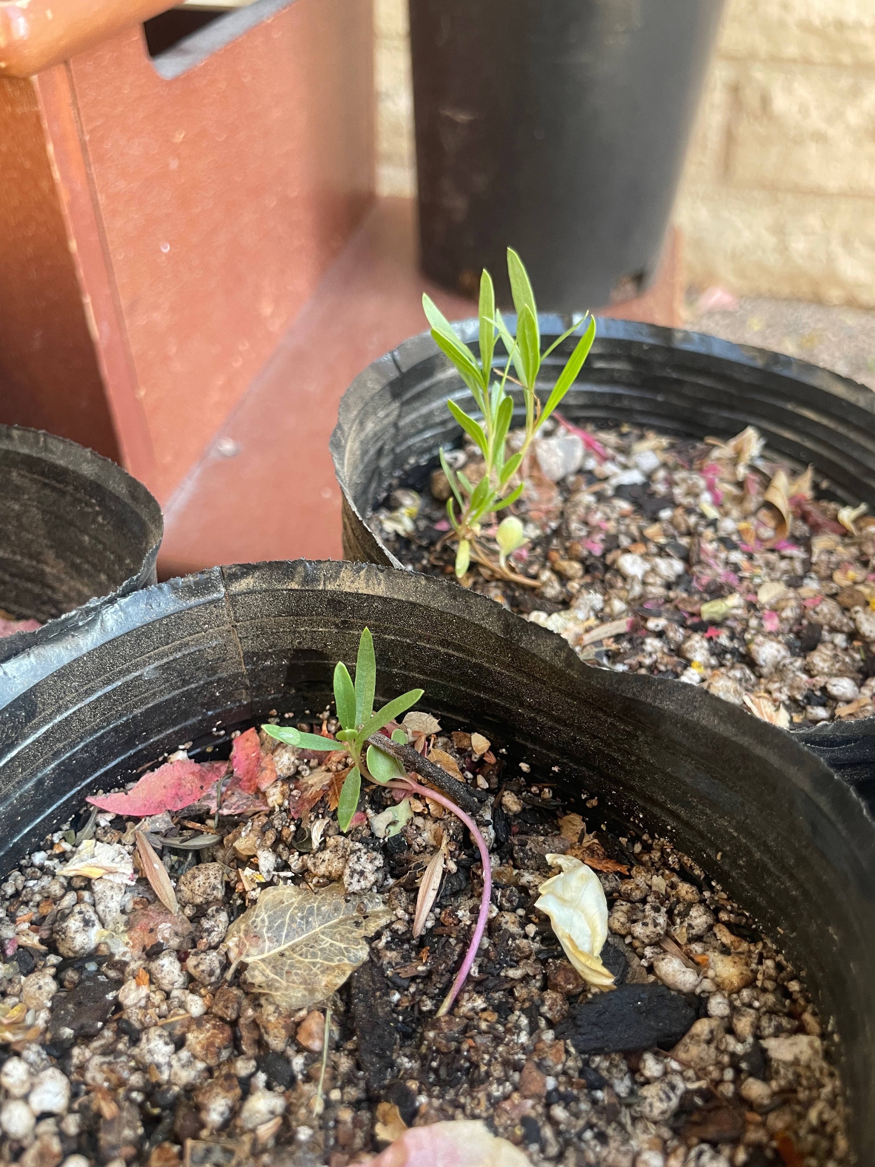image from Chilopsis linearis (desert willow)