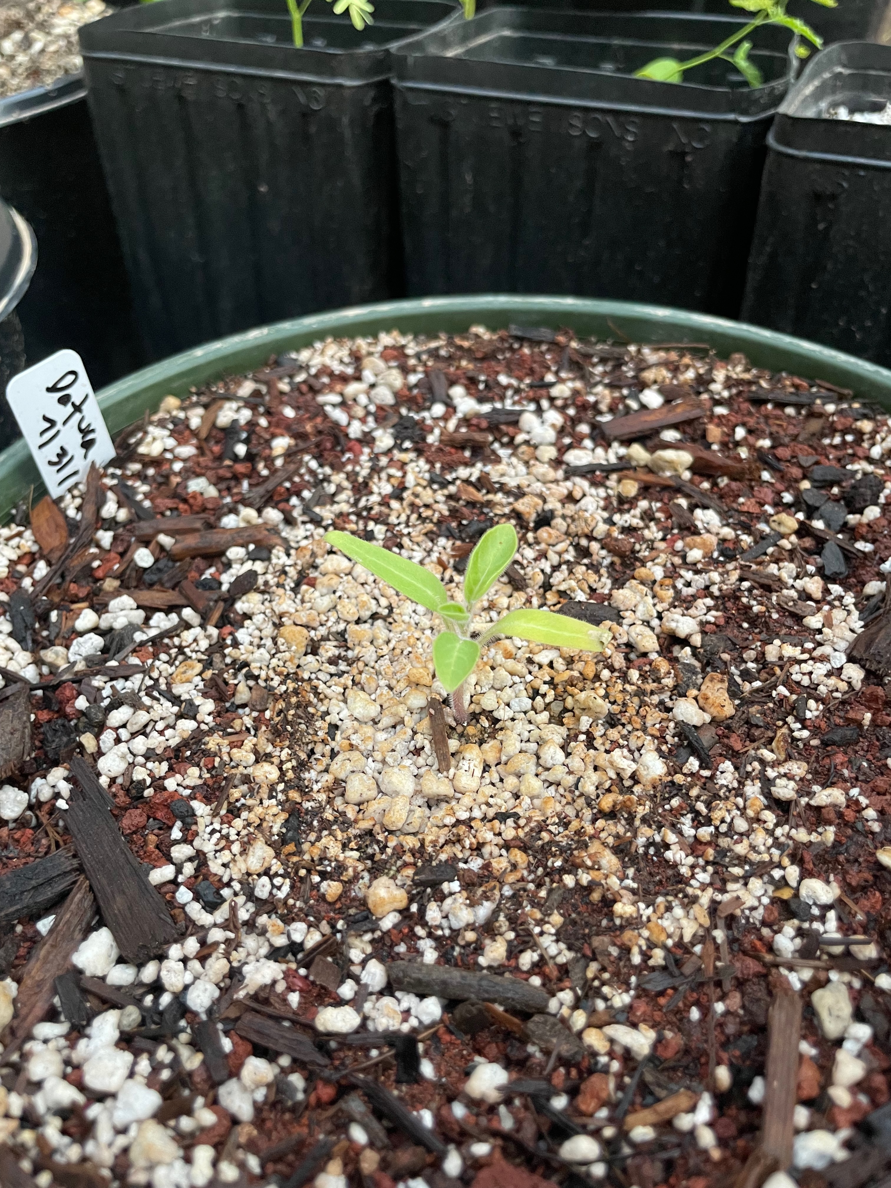 Datura wrightii (Sacred Datura)