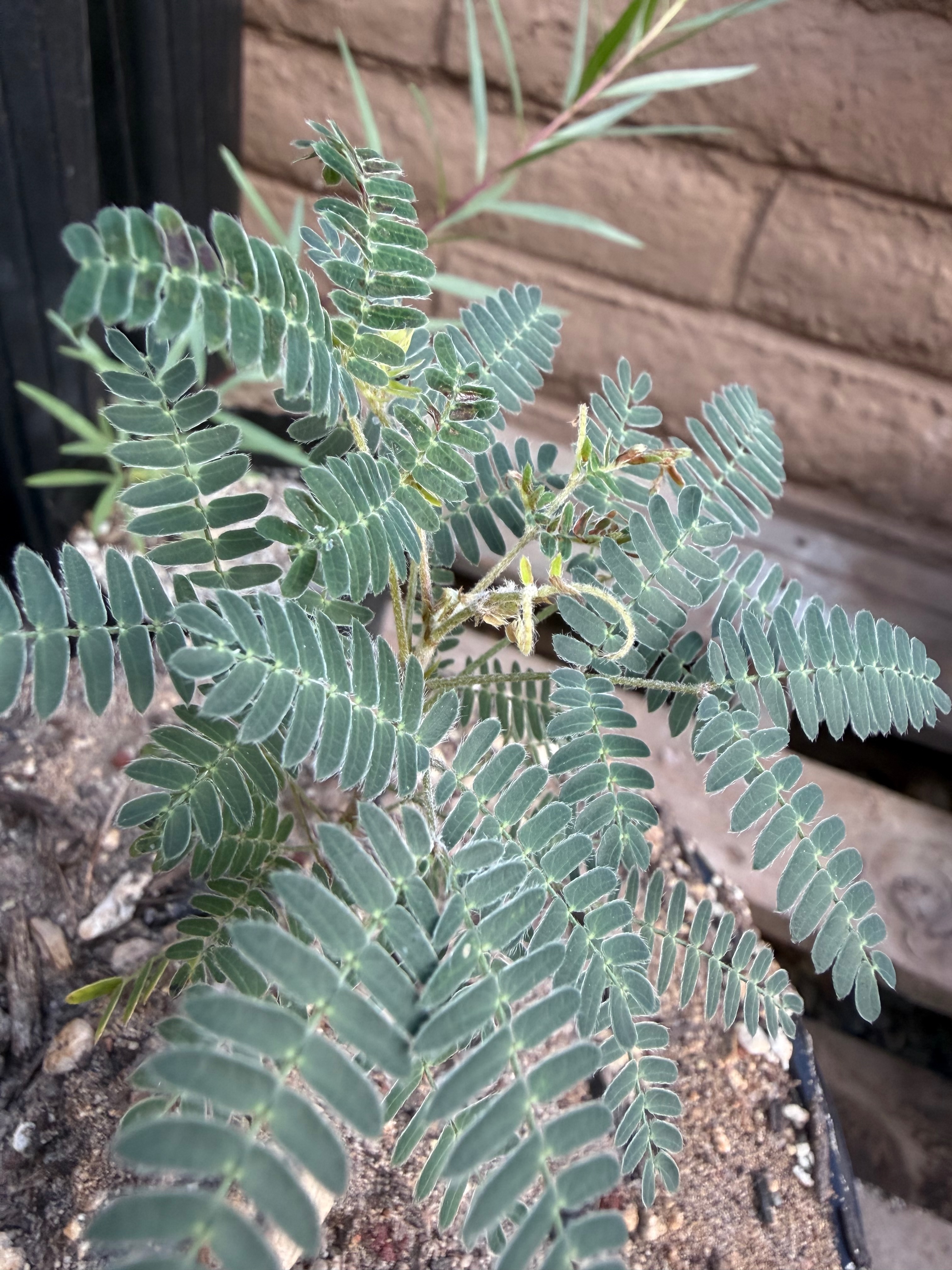 Minor pest damage on young Calliandra foliage