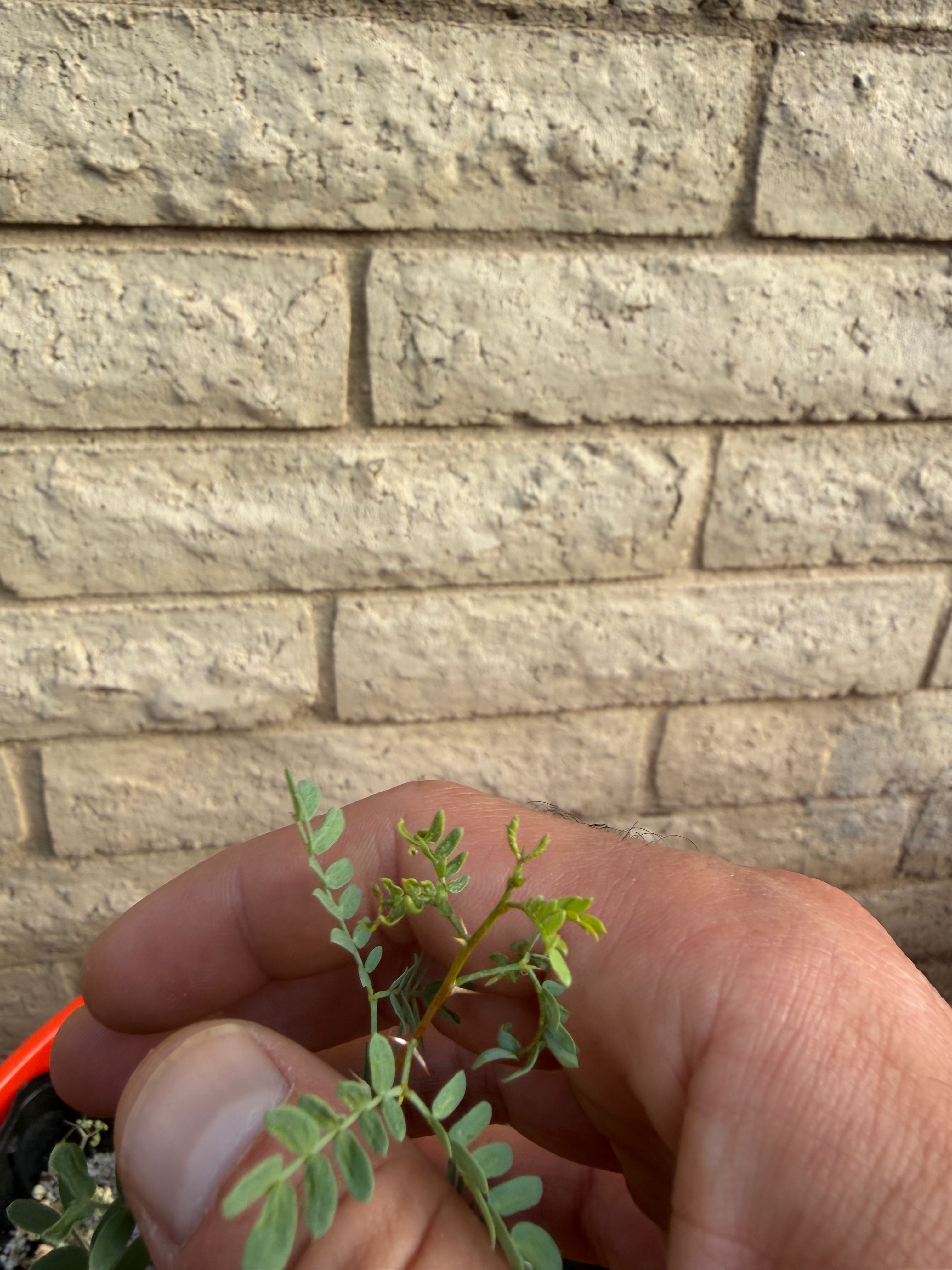 Minor pest damage on young Strombocarpa foliage