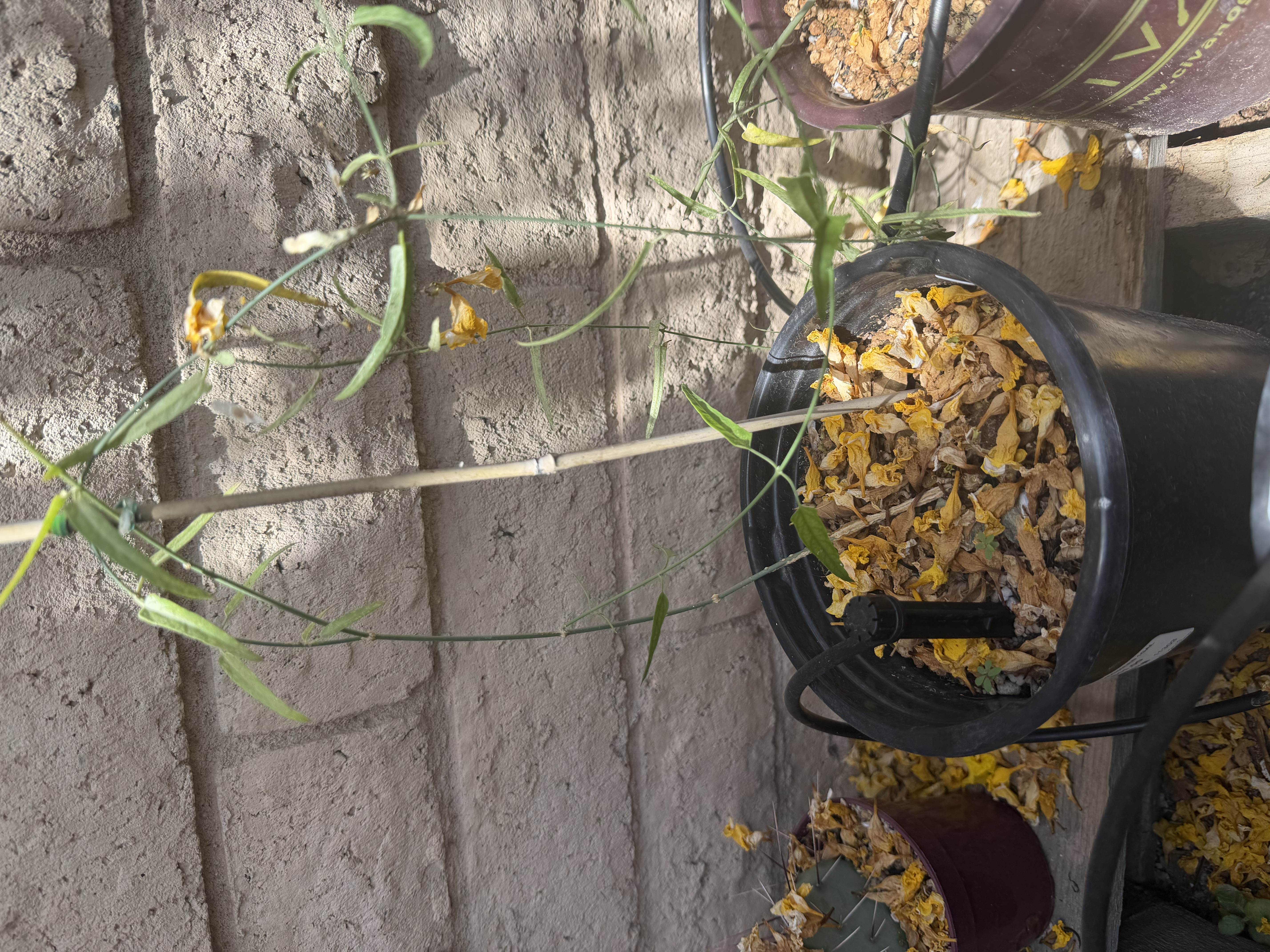 Funastrum cynanchoides (Hartweg's climbing milkweed)