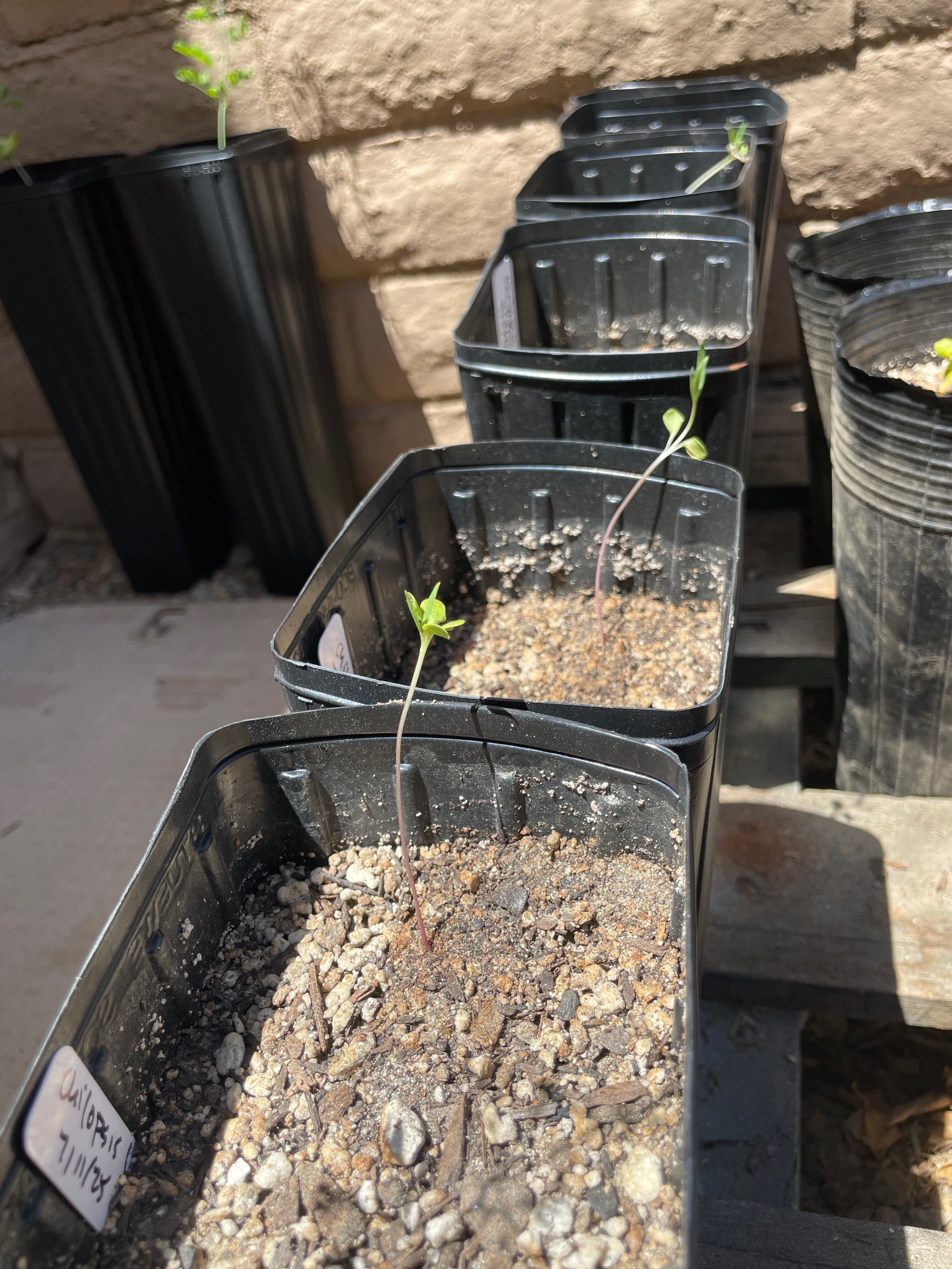 Chilopsis seedlings in deep pots