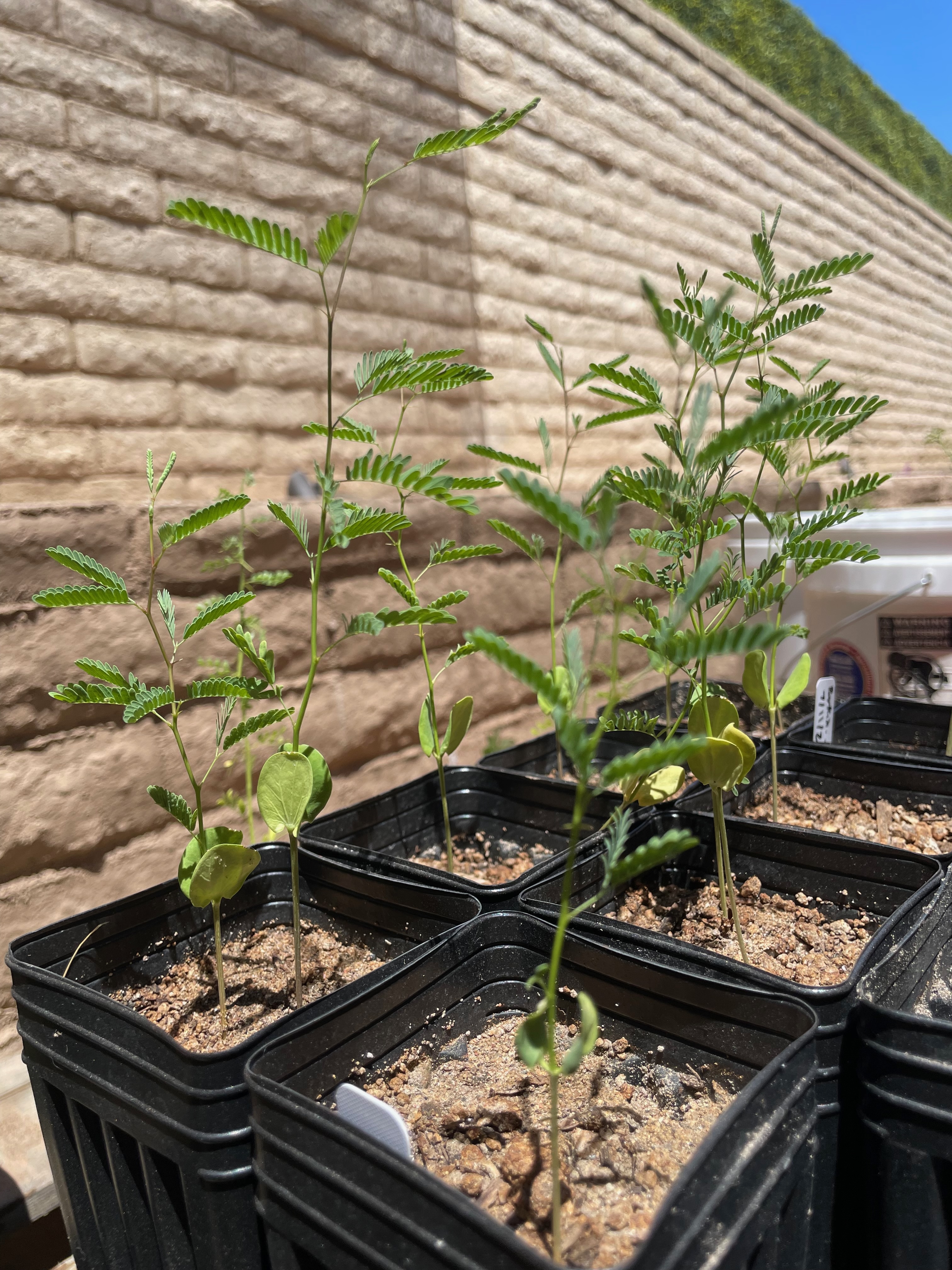 Little velvet mesquite forest coming up