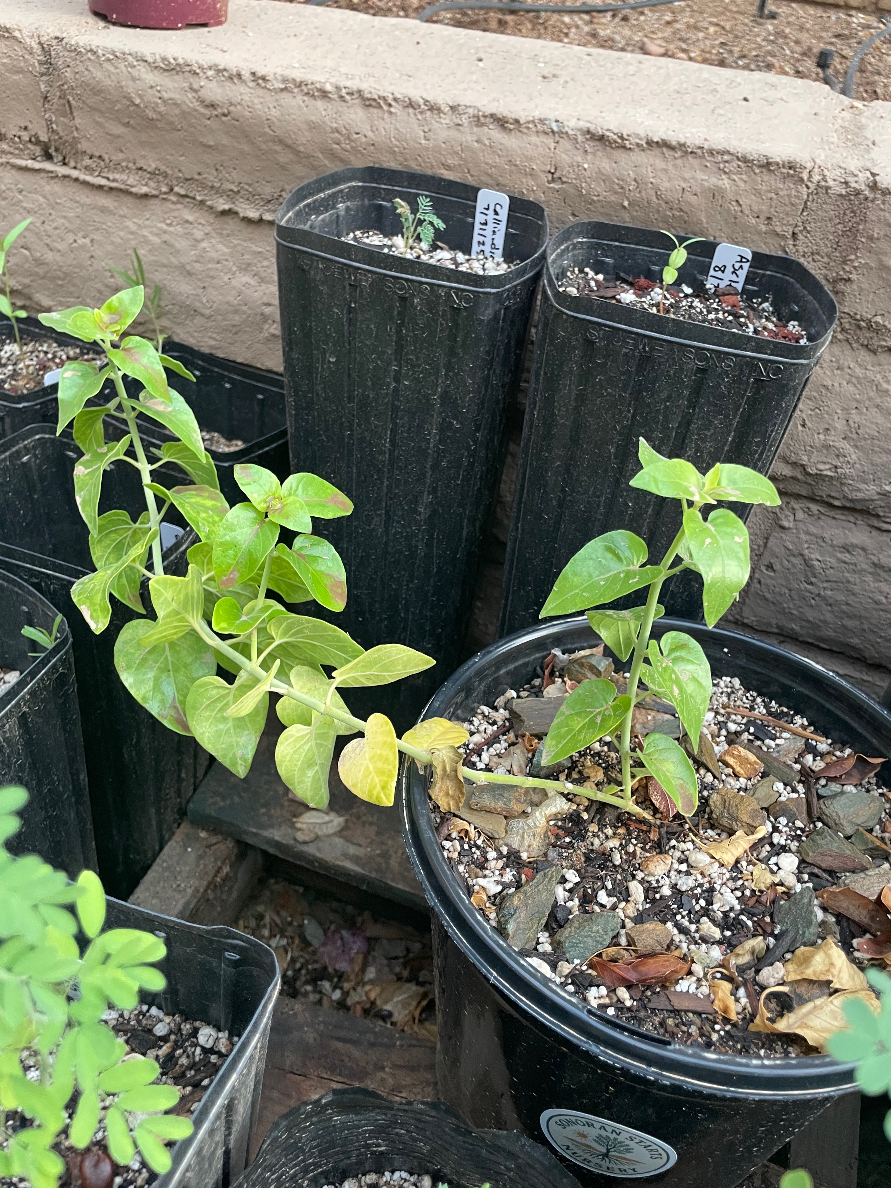 Justicia californica (chuparosa/beloperone)