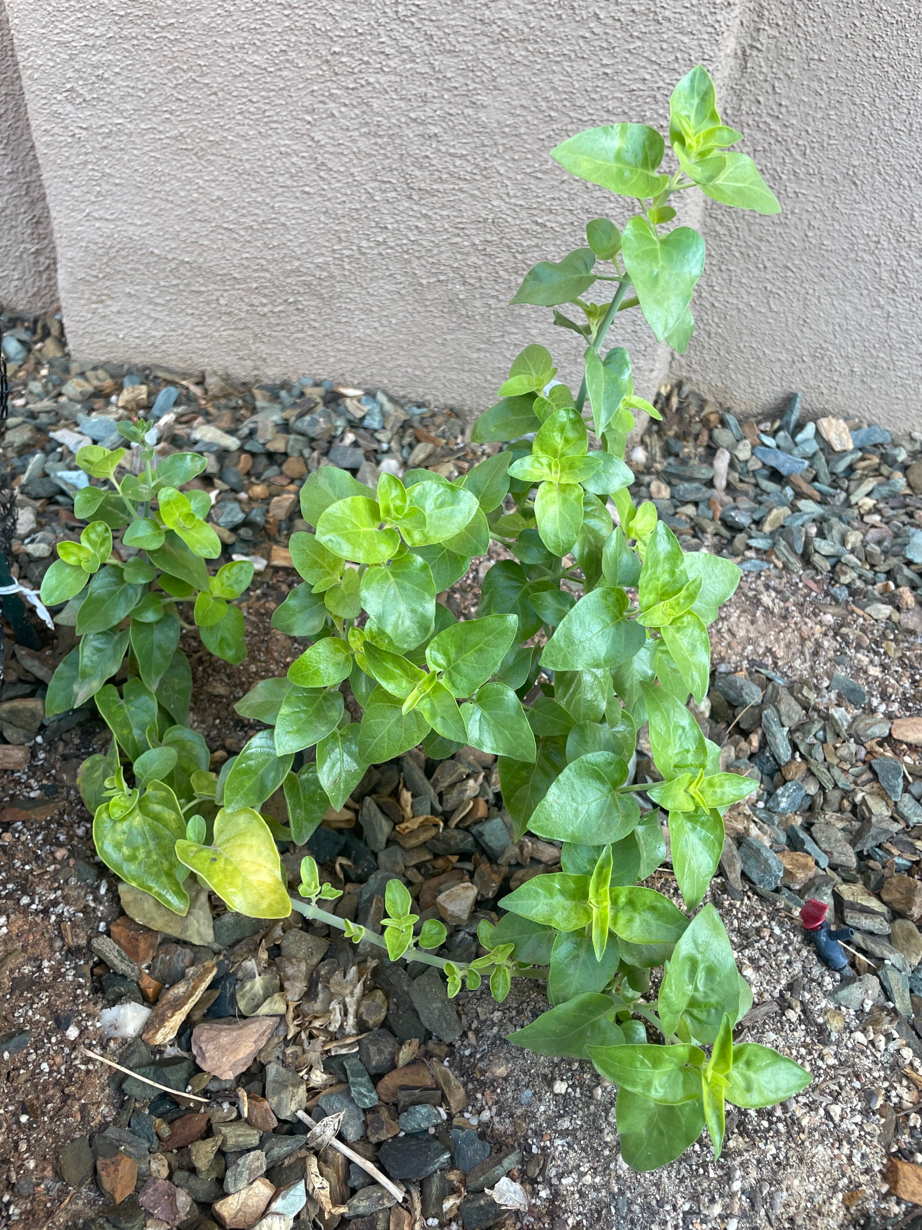 Justicia californica newly planted and flowering