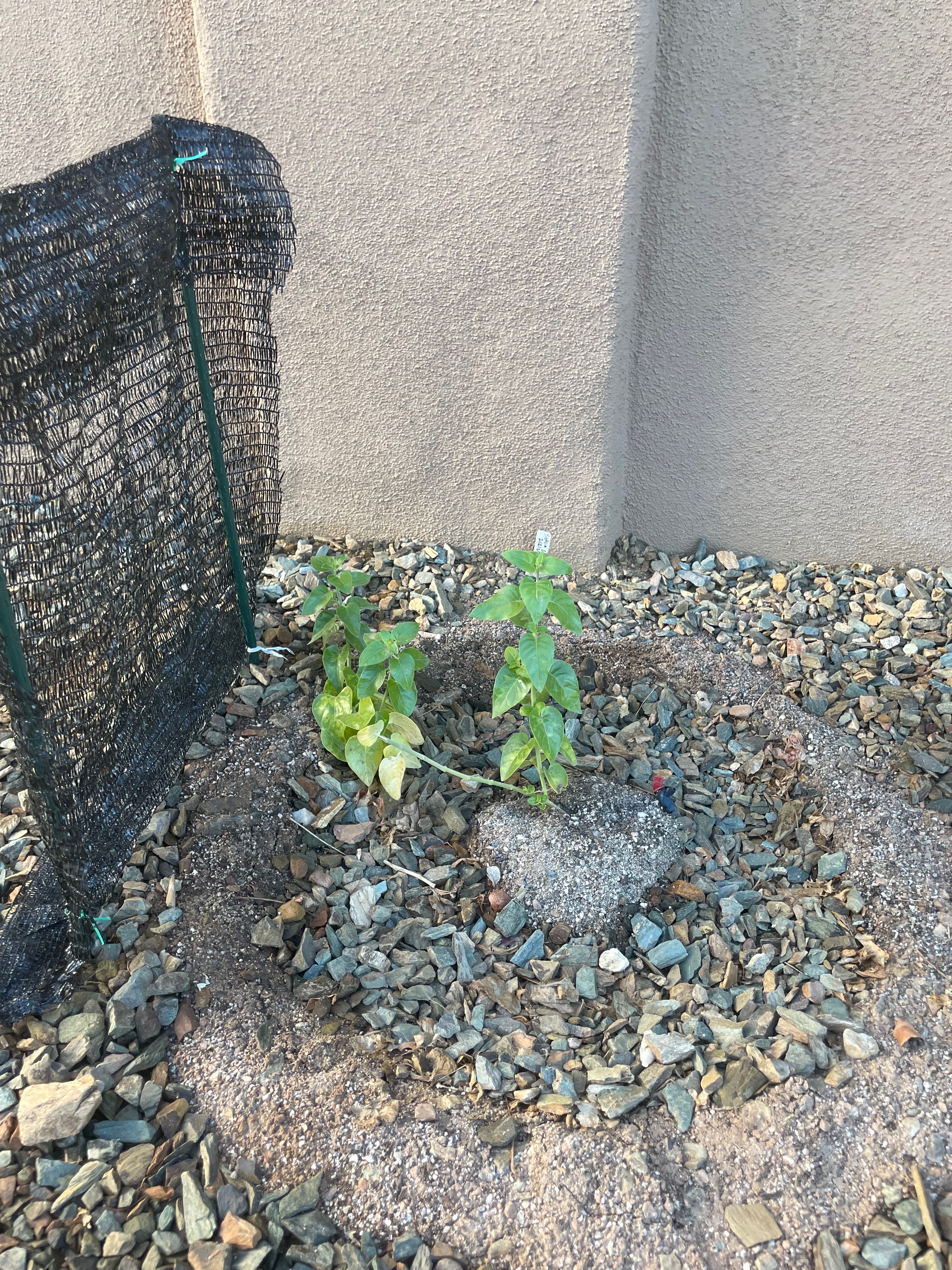 Chuparosa planted, with perspective