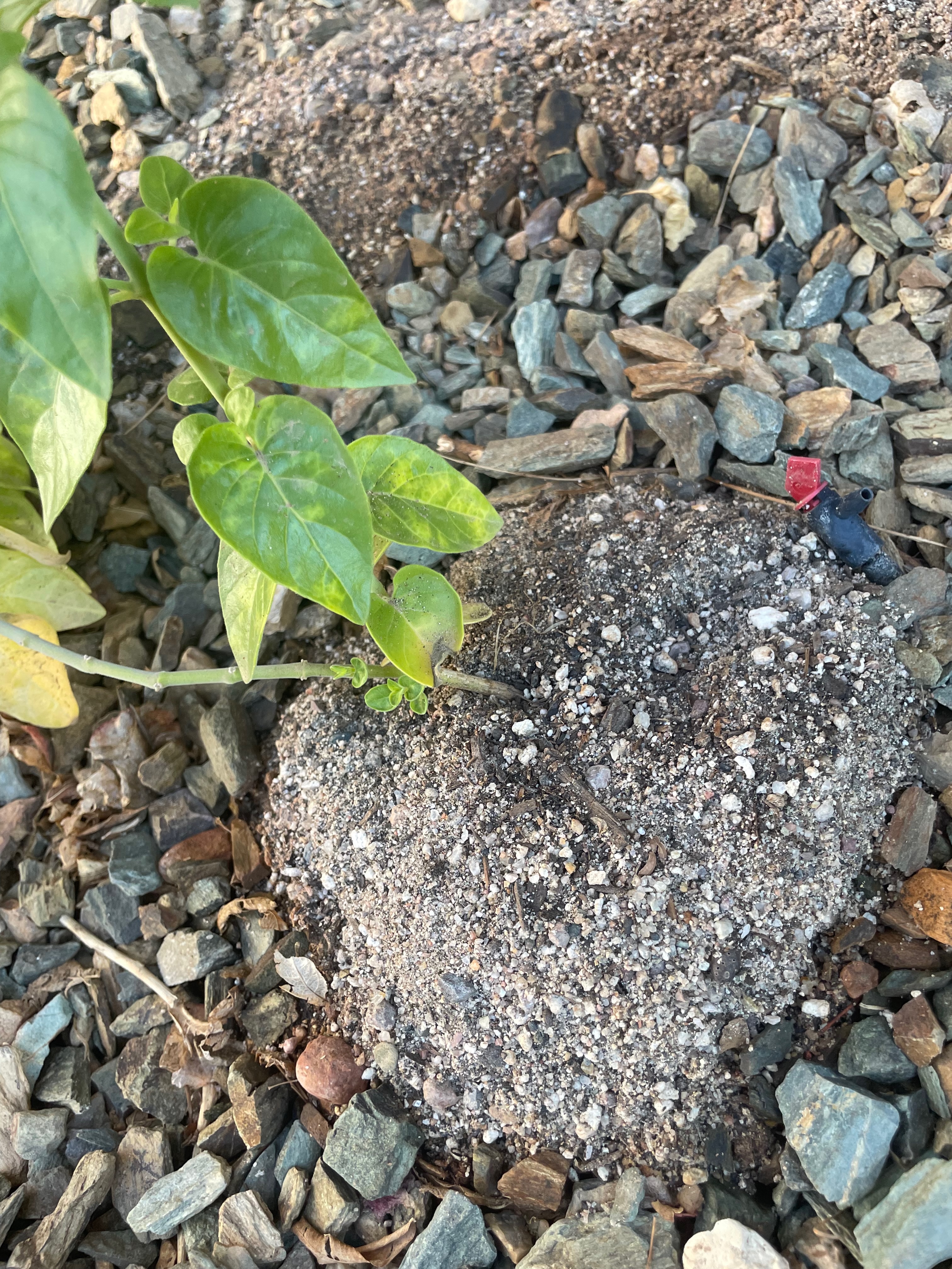 Chuparosa planted, close view of stem/mound