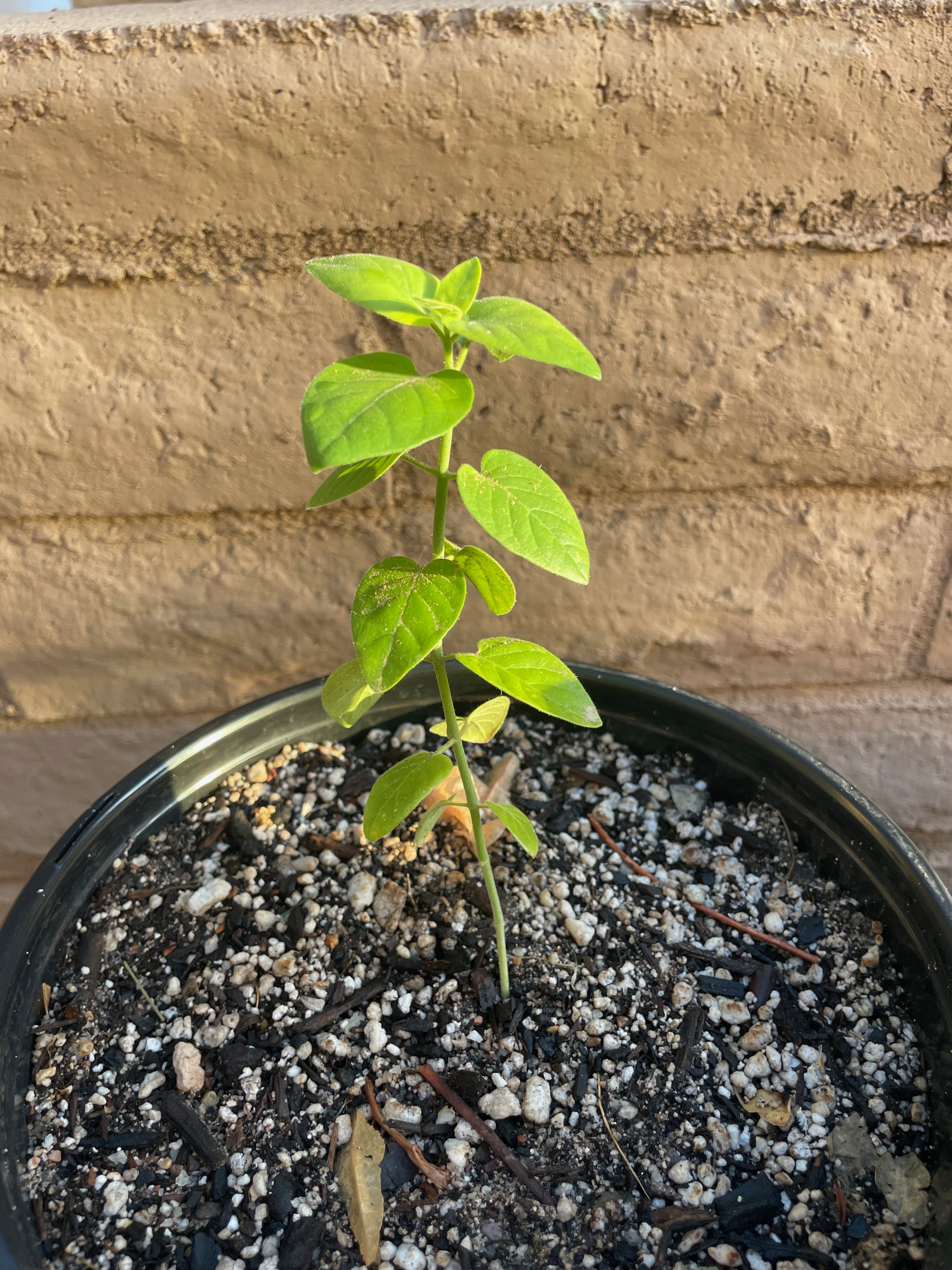 Justicia californica (chuparosa/beloperone)