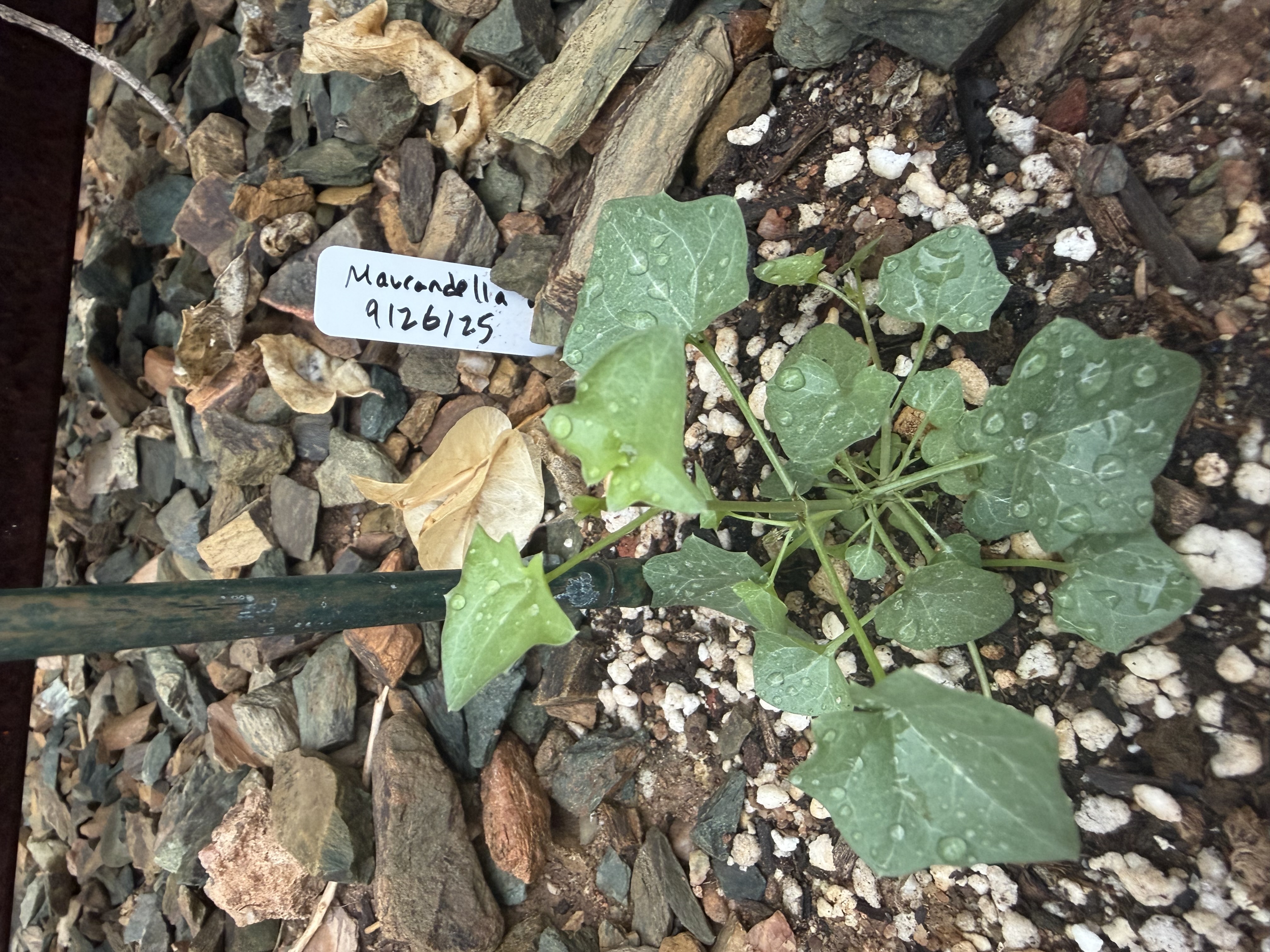 maurandella antirrhiniflora (Snapdragon Vine)