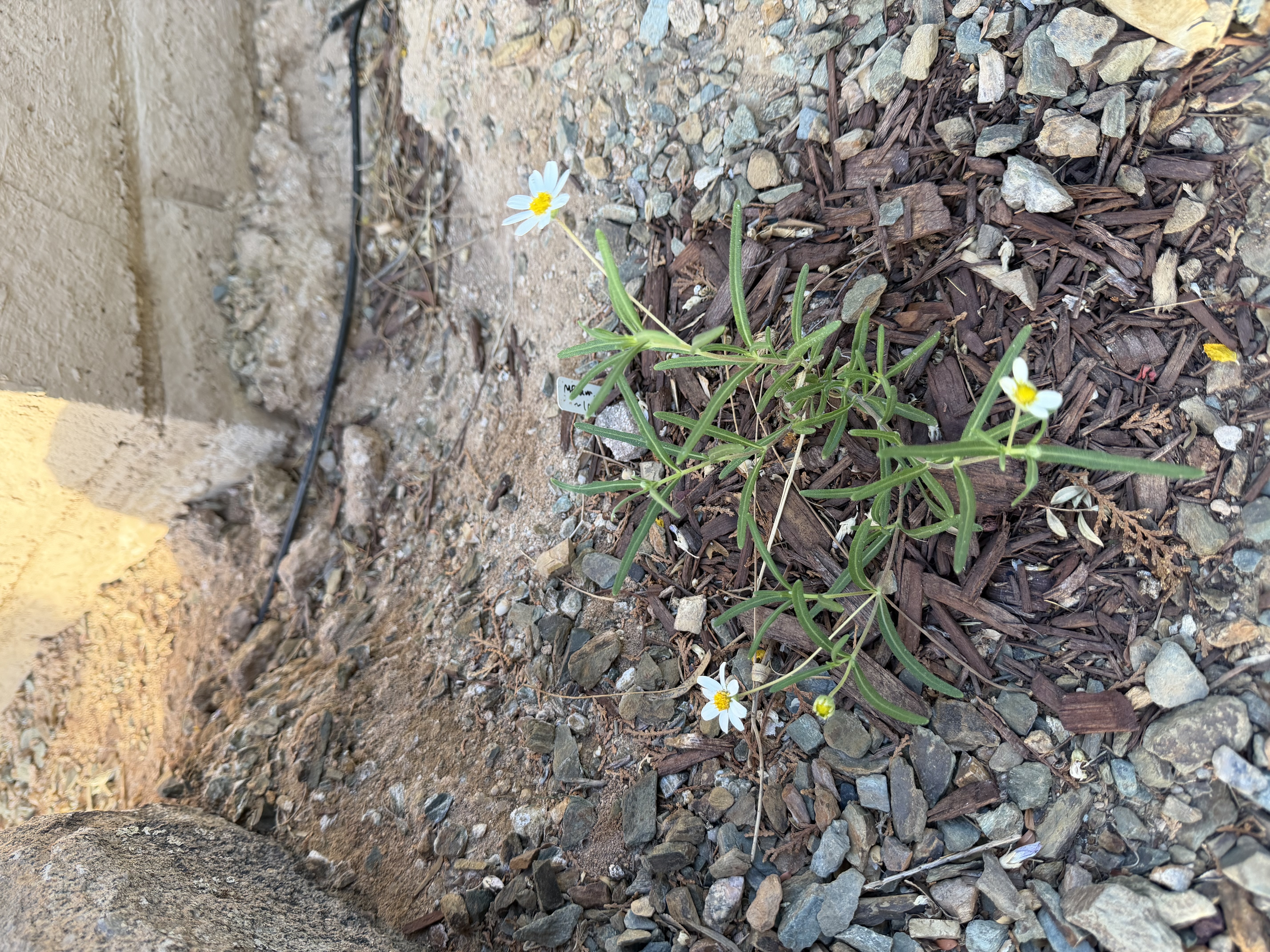Melampodium leucanthum (blackfoot daisy)