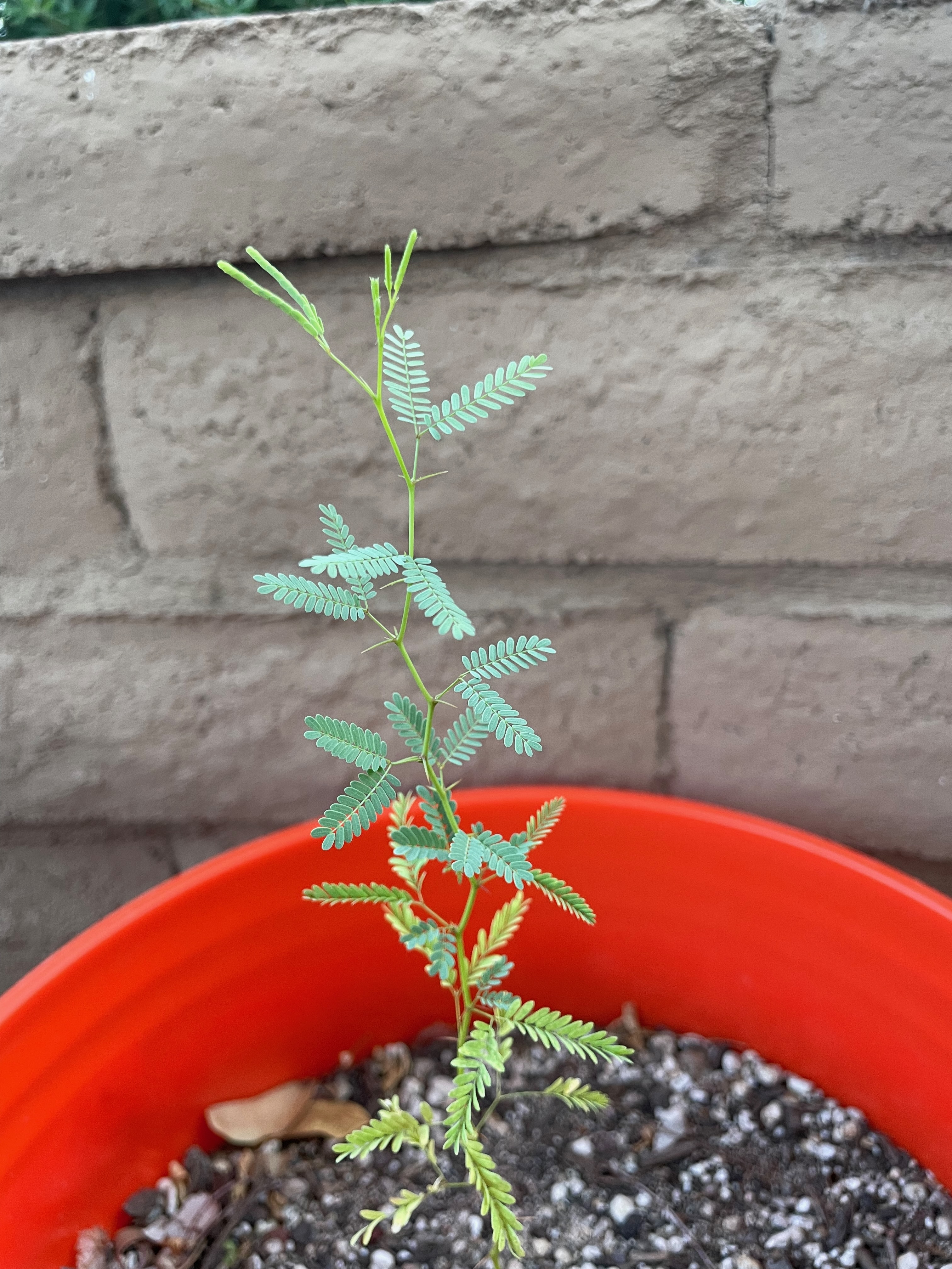 Neltuma velutina (velvet mesquite)
