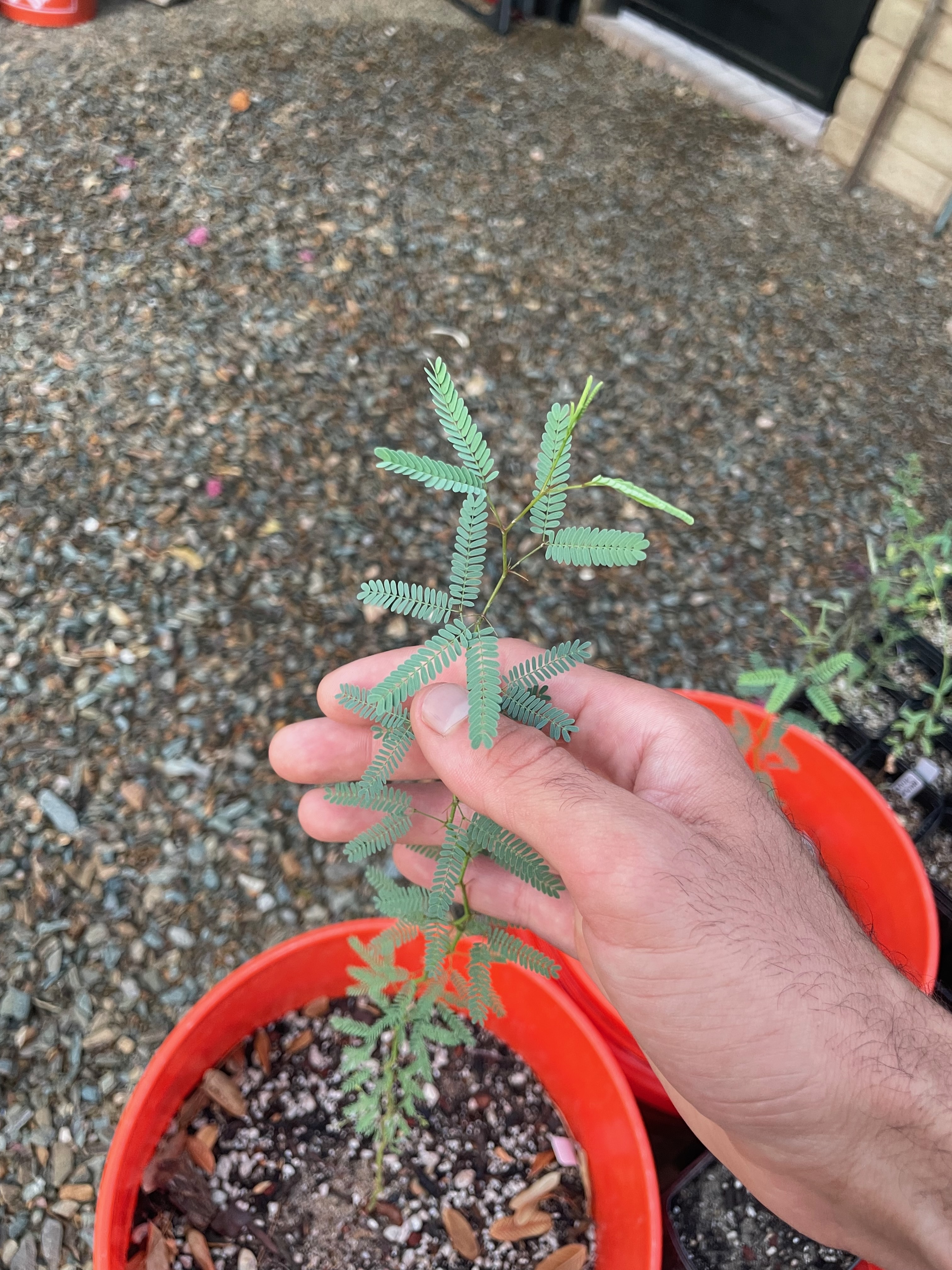Neltuma velutina (velvet mesquite)