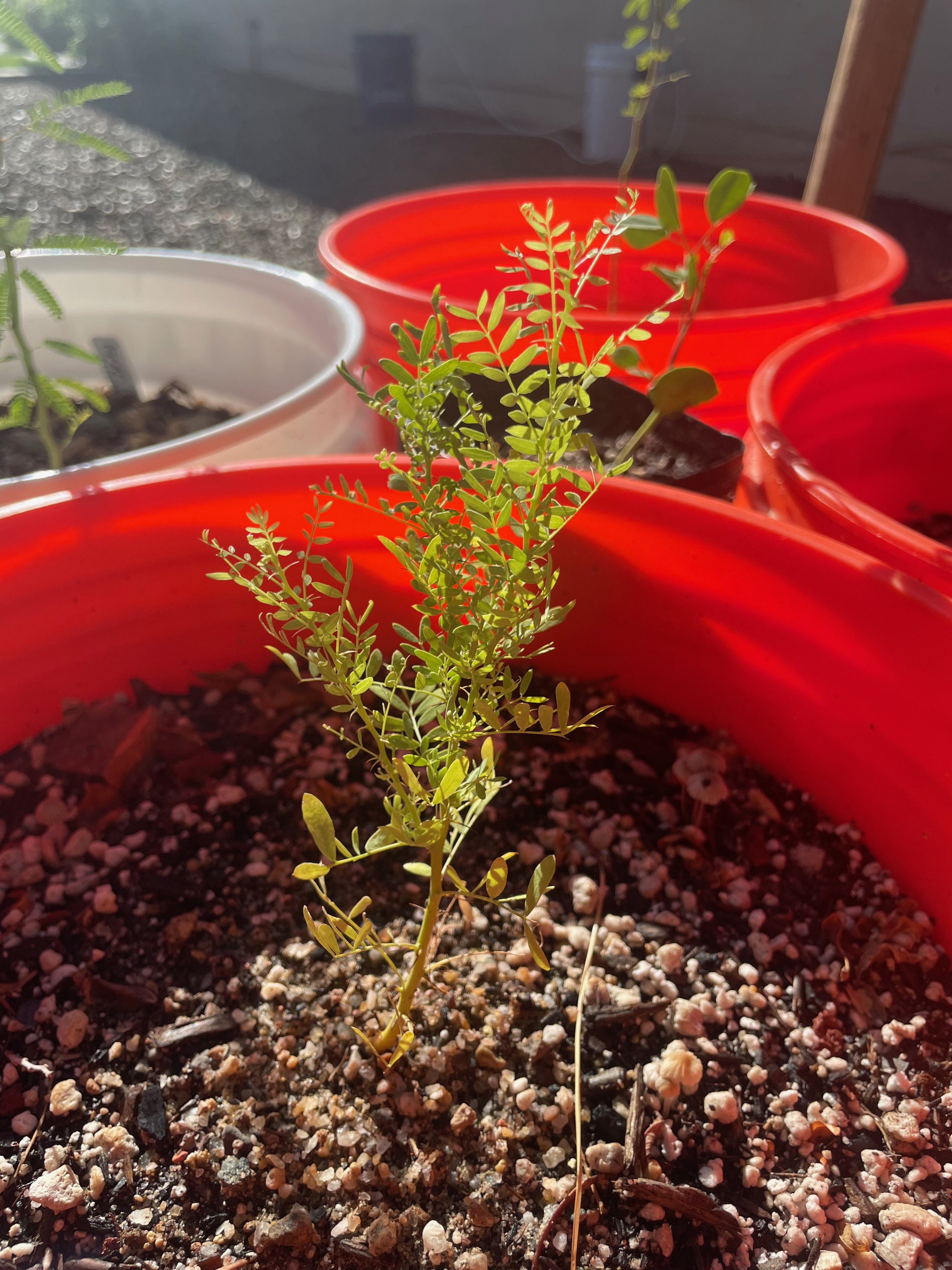 Olneya tesota (desert ironwood)