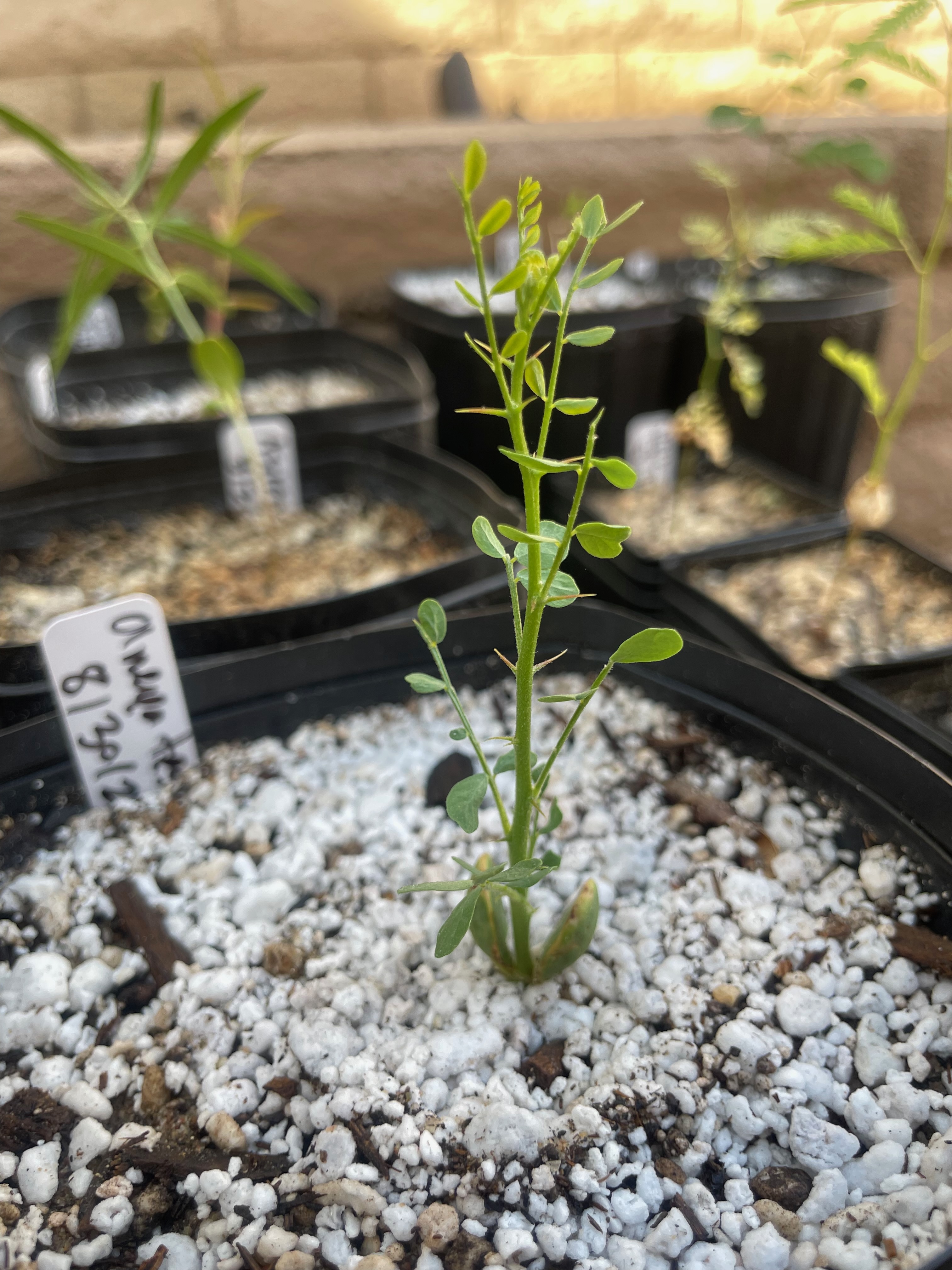 Ironwood quick early growth, barely a week old