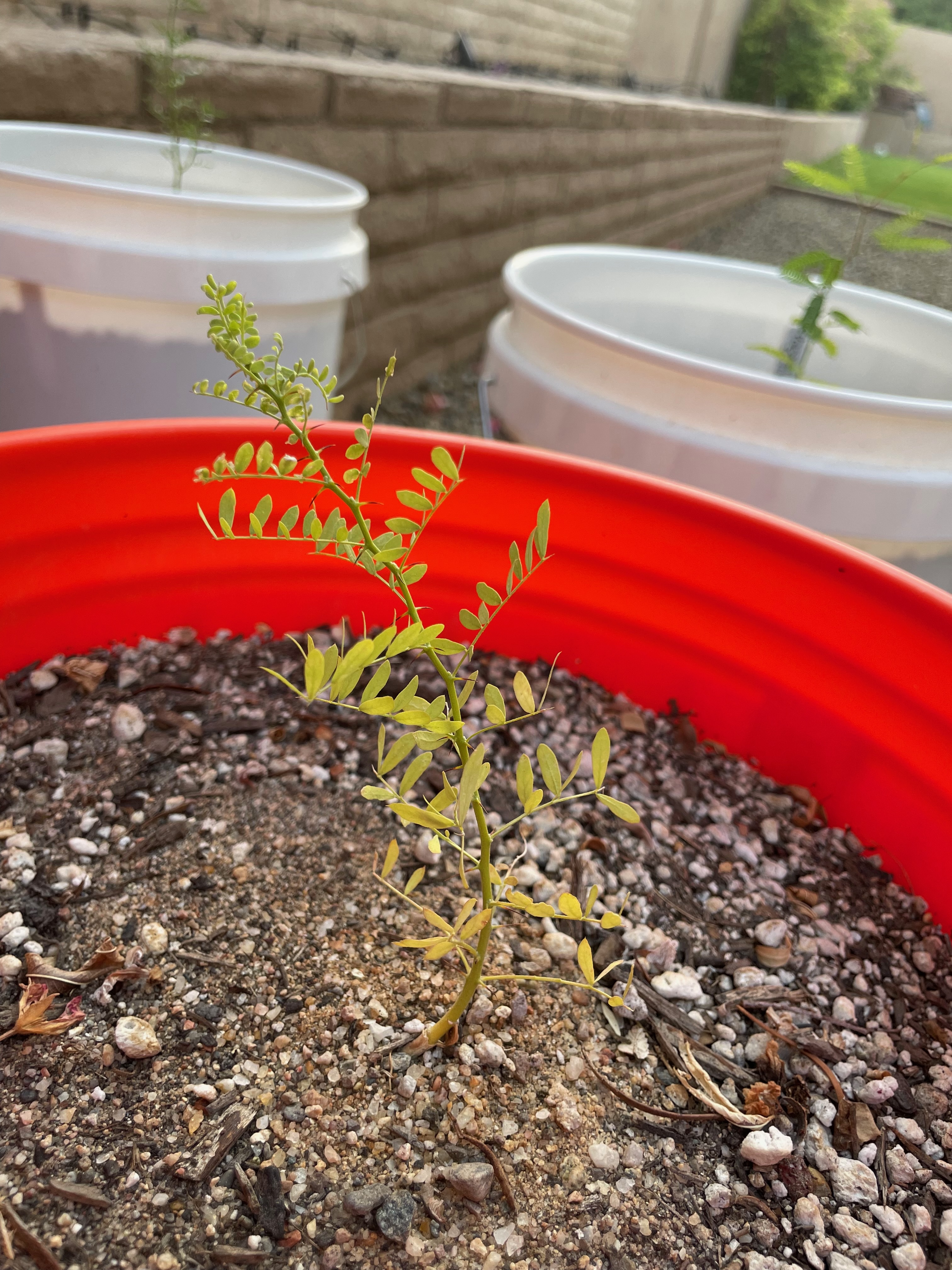Olneya tesota (desert ironwood)