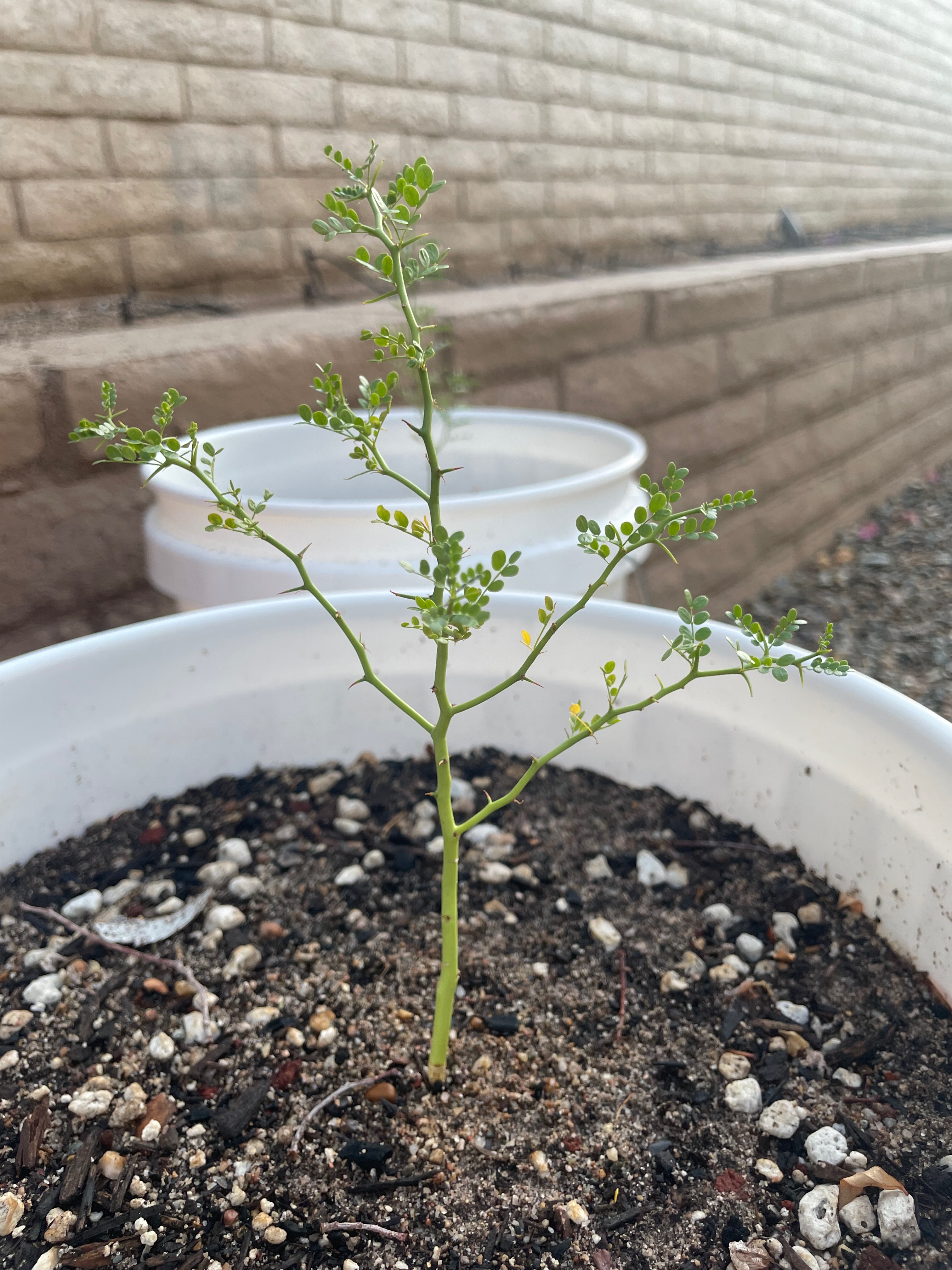 Parkinsonia florida (blue paloverde)
