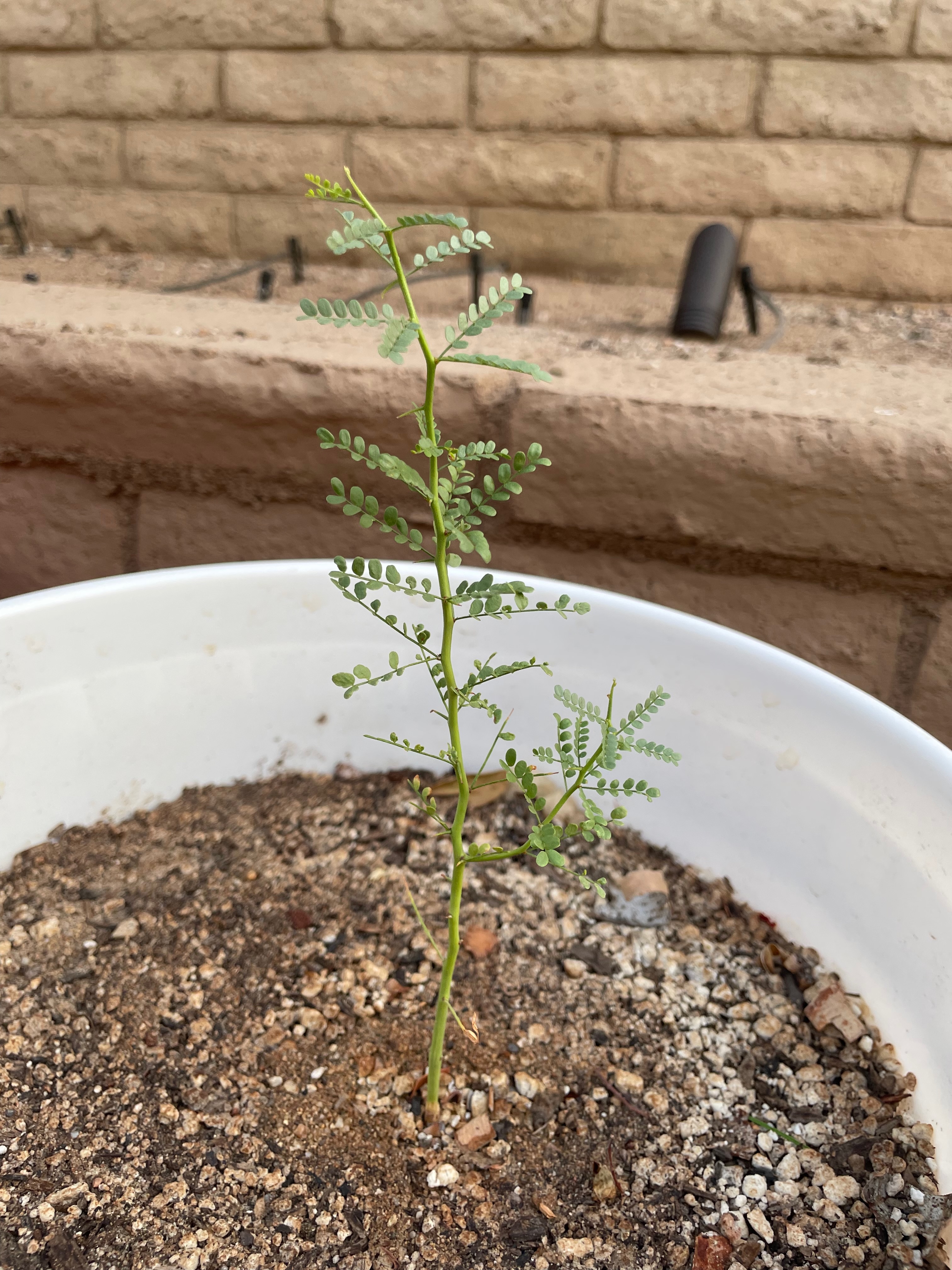 Parkinsonia microphylla (foothills paloverde)
