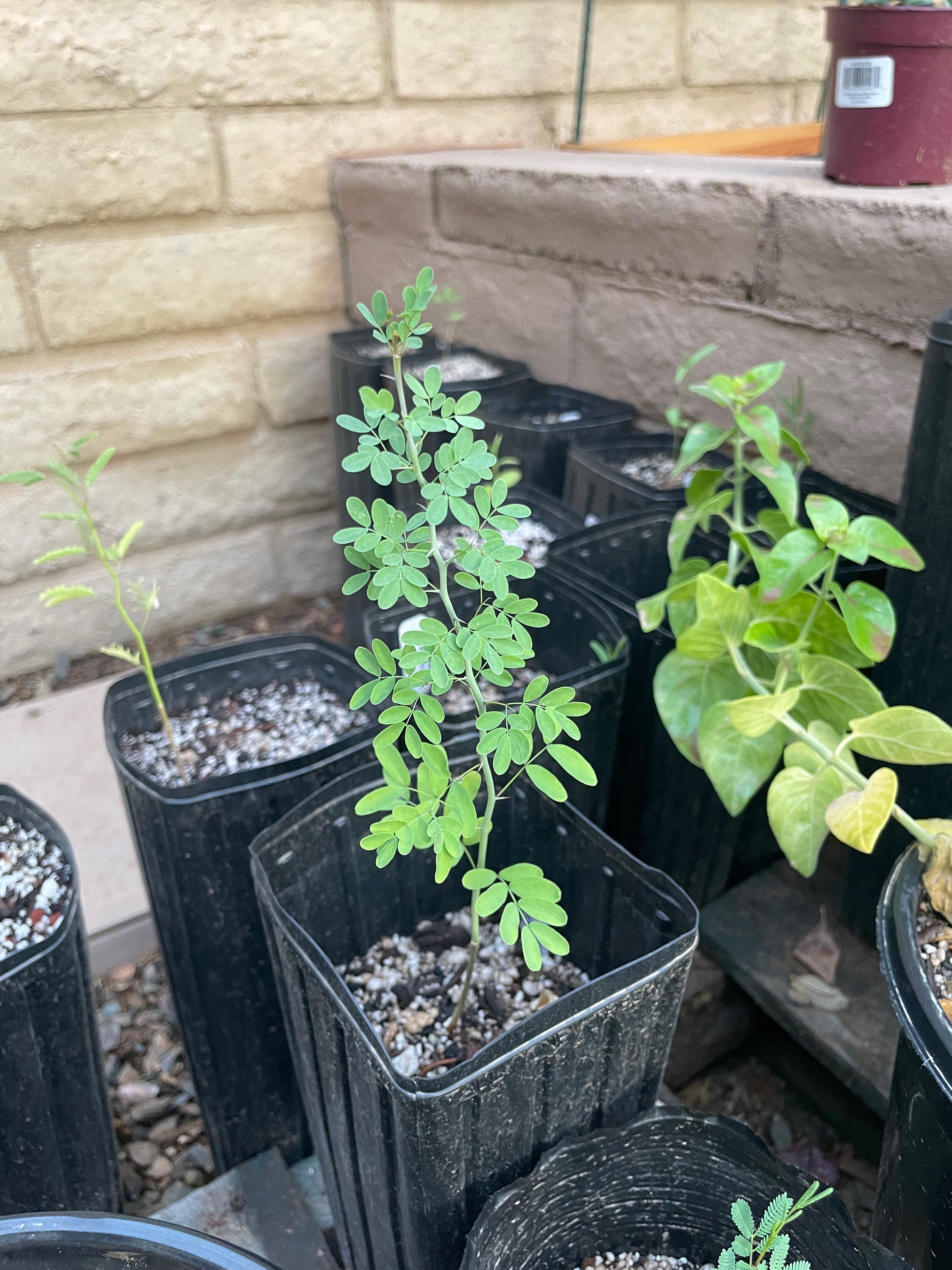 Parkinsonia florida (blue palo verde)