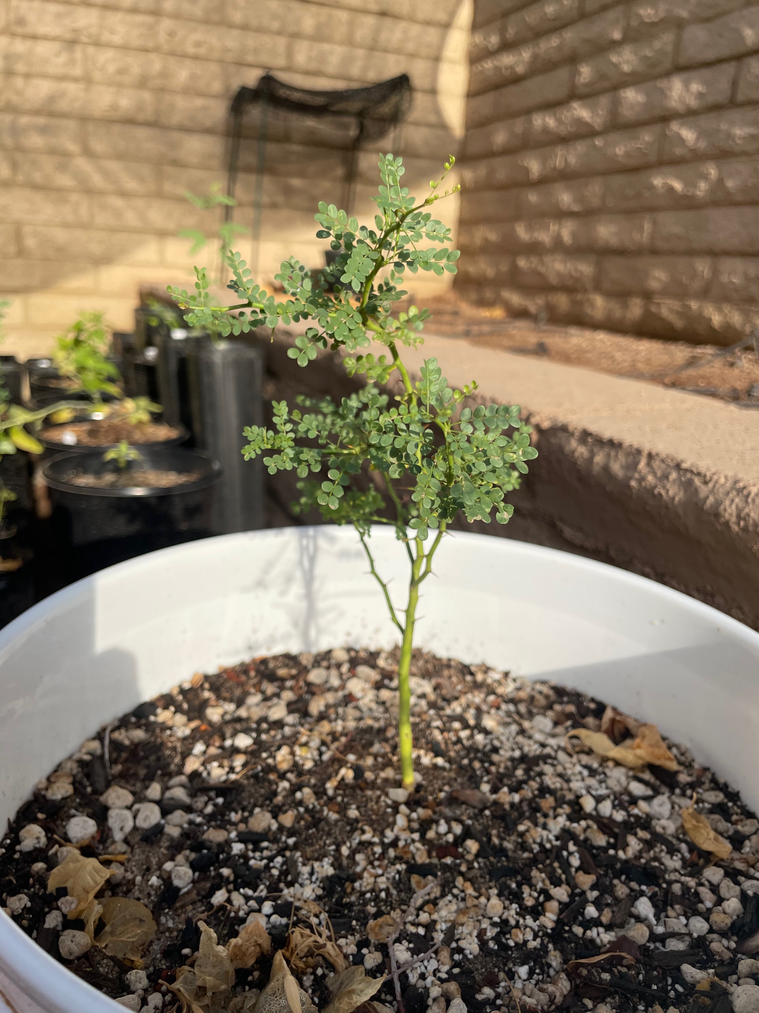 Parkinsonia microphylla (little-leaved palo verde)