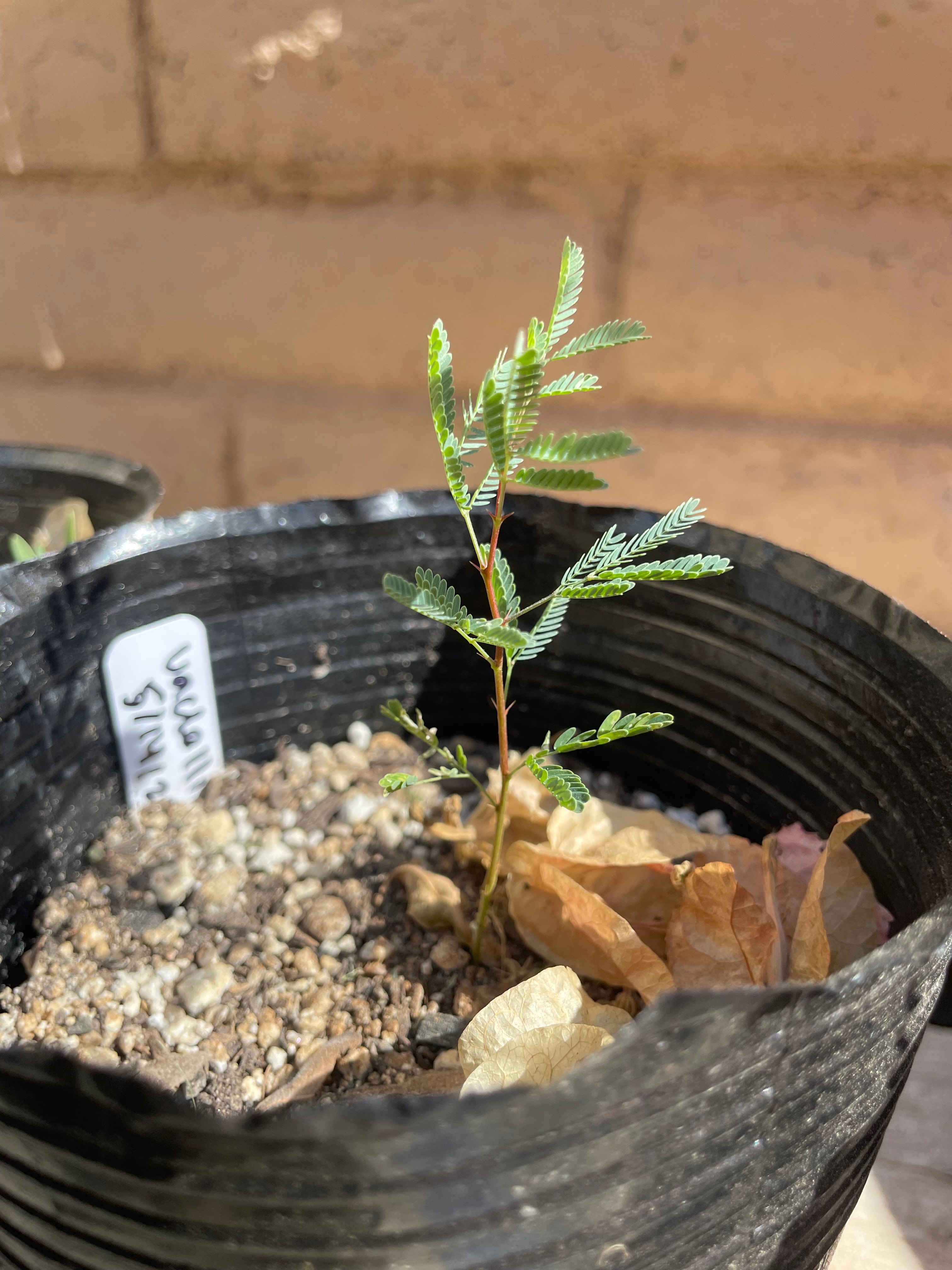 Vachellia farnesiana (Sweet Acacia)