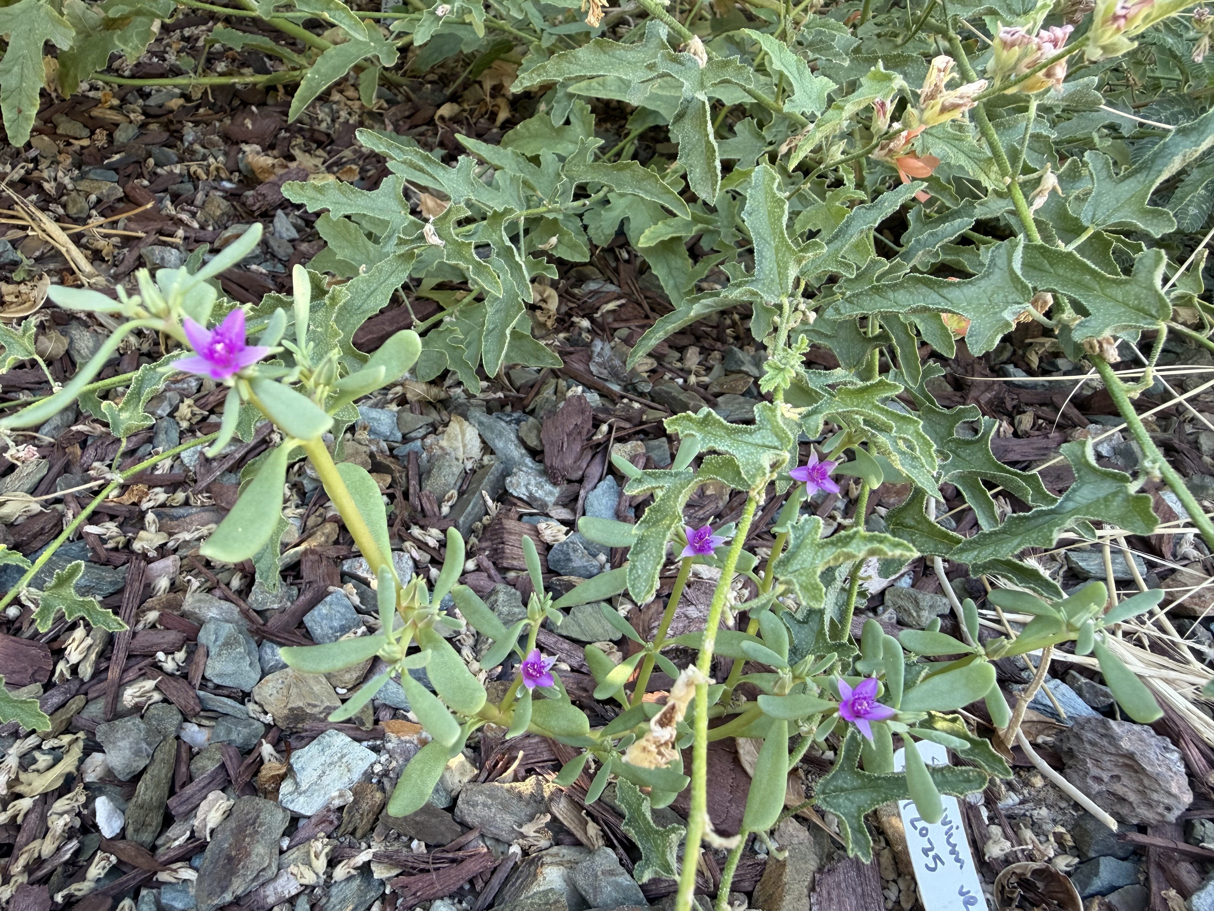 Sesuvium verrucosum (Western Seapurslane)