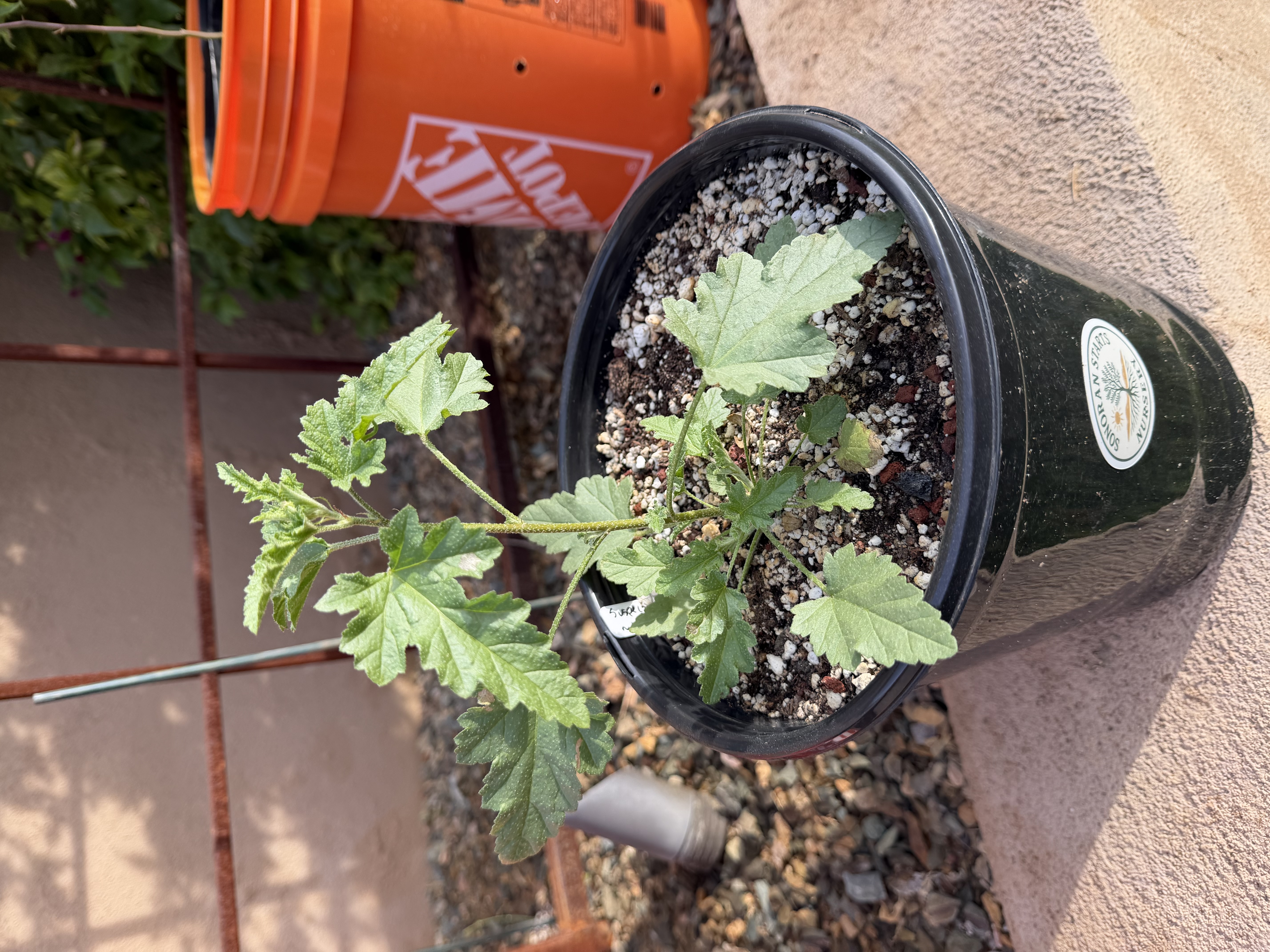 Sphaeralcea ambigua (apricot mallow)