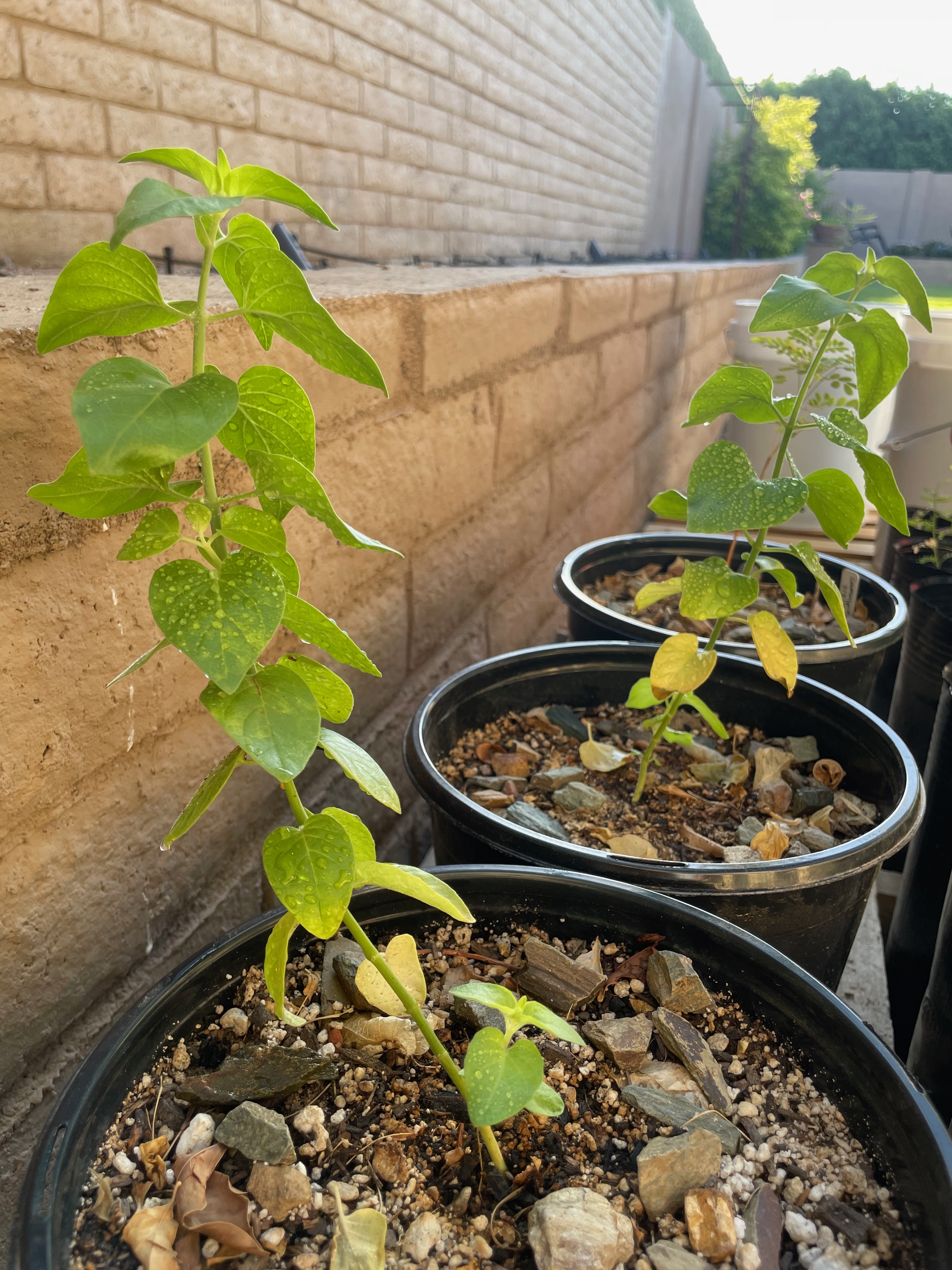 Healthy Justicia californica in pots