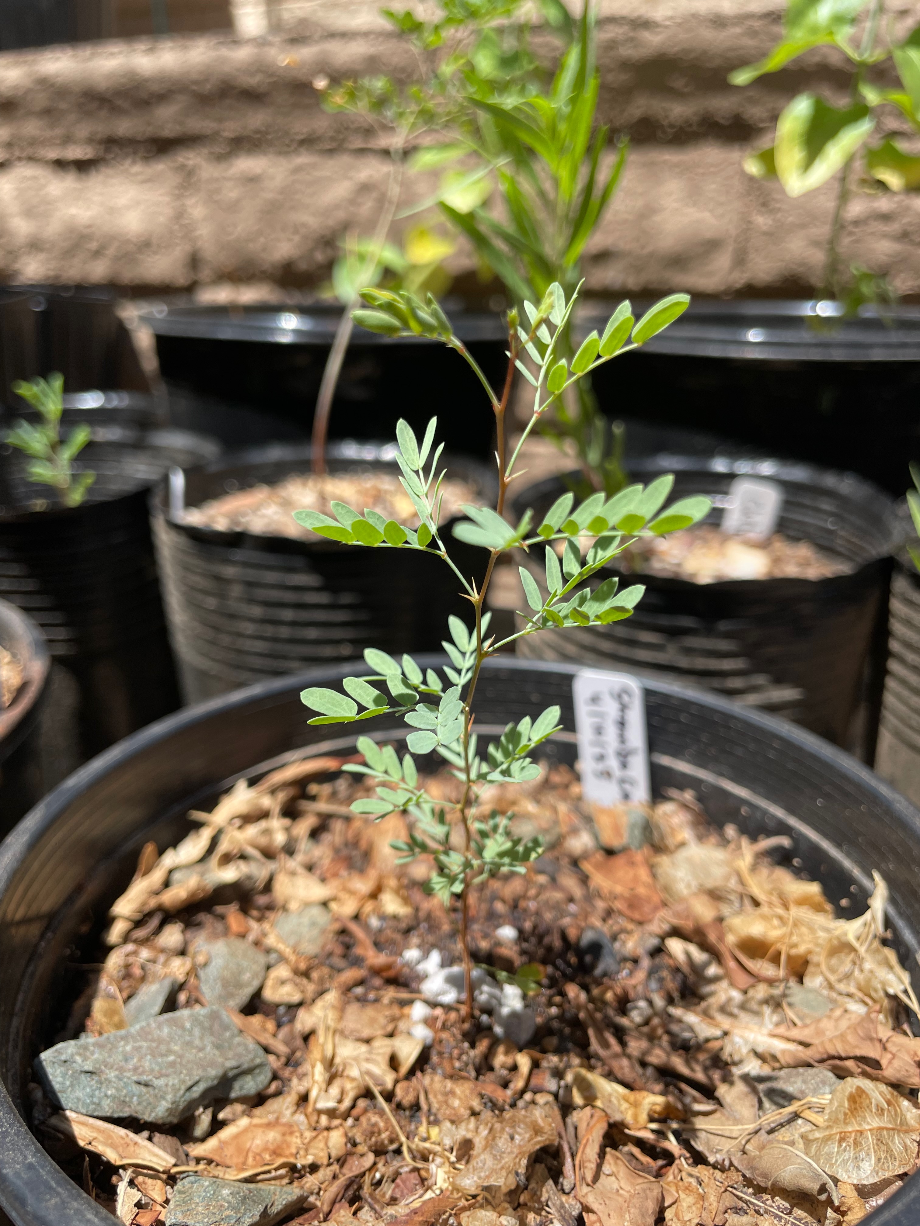 Strombocarpa pubescens (screwbean mesquite)