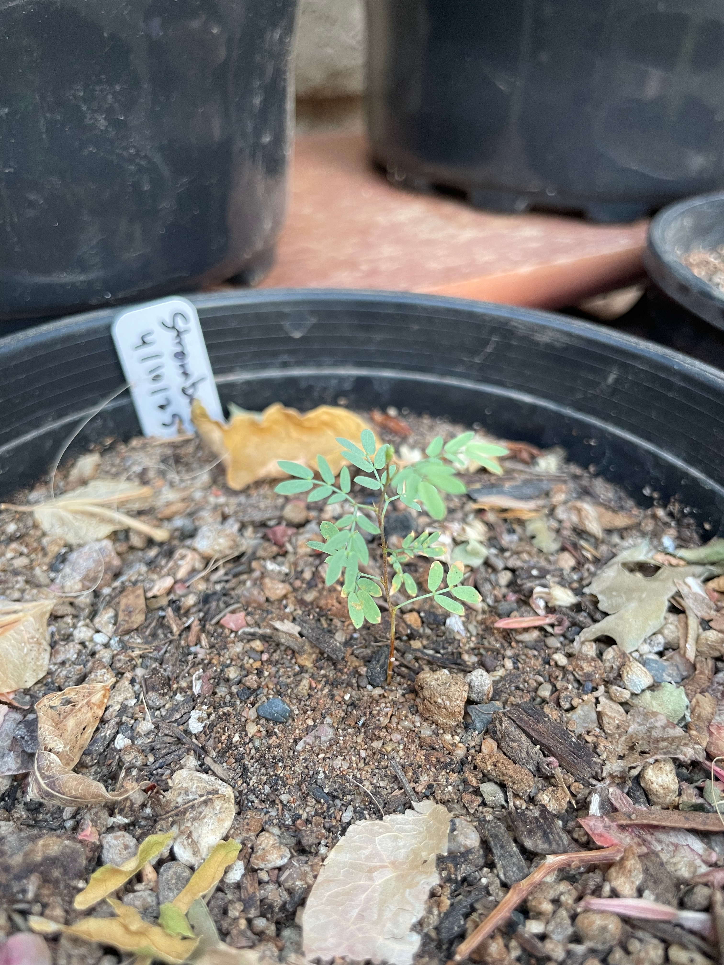 Strombocarpa pubescens (screwbean mesquite)