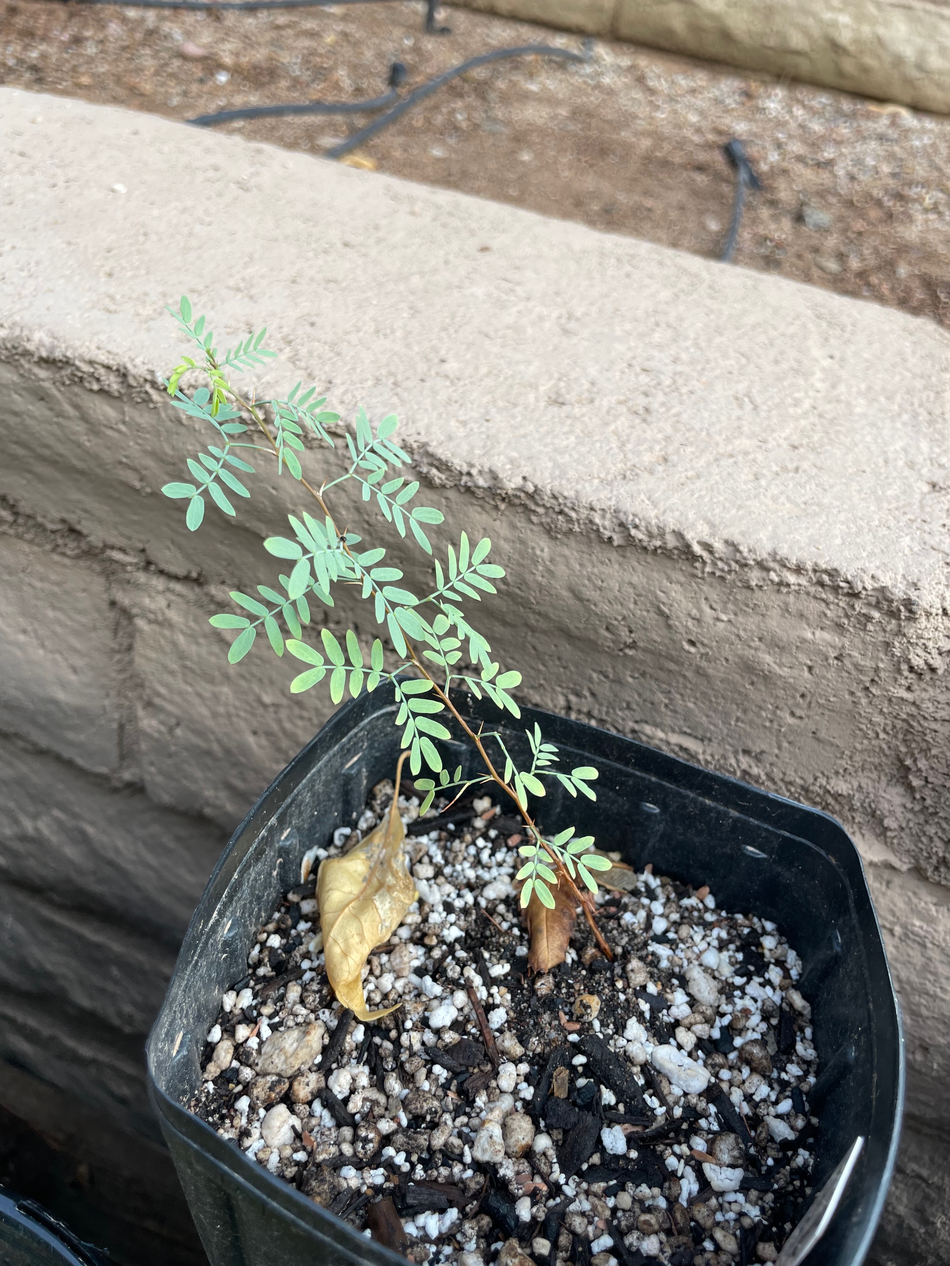 Strombocarpa pubescens (screwbean mesquite)
