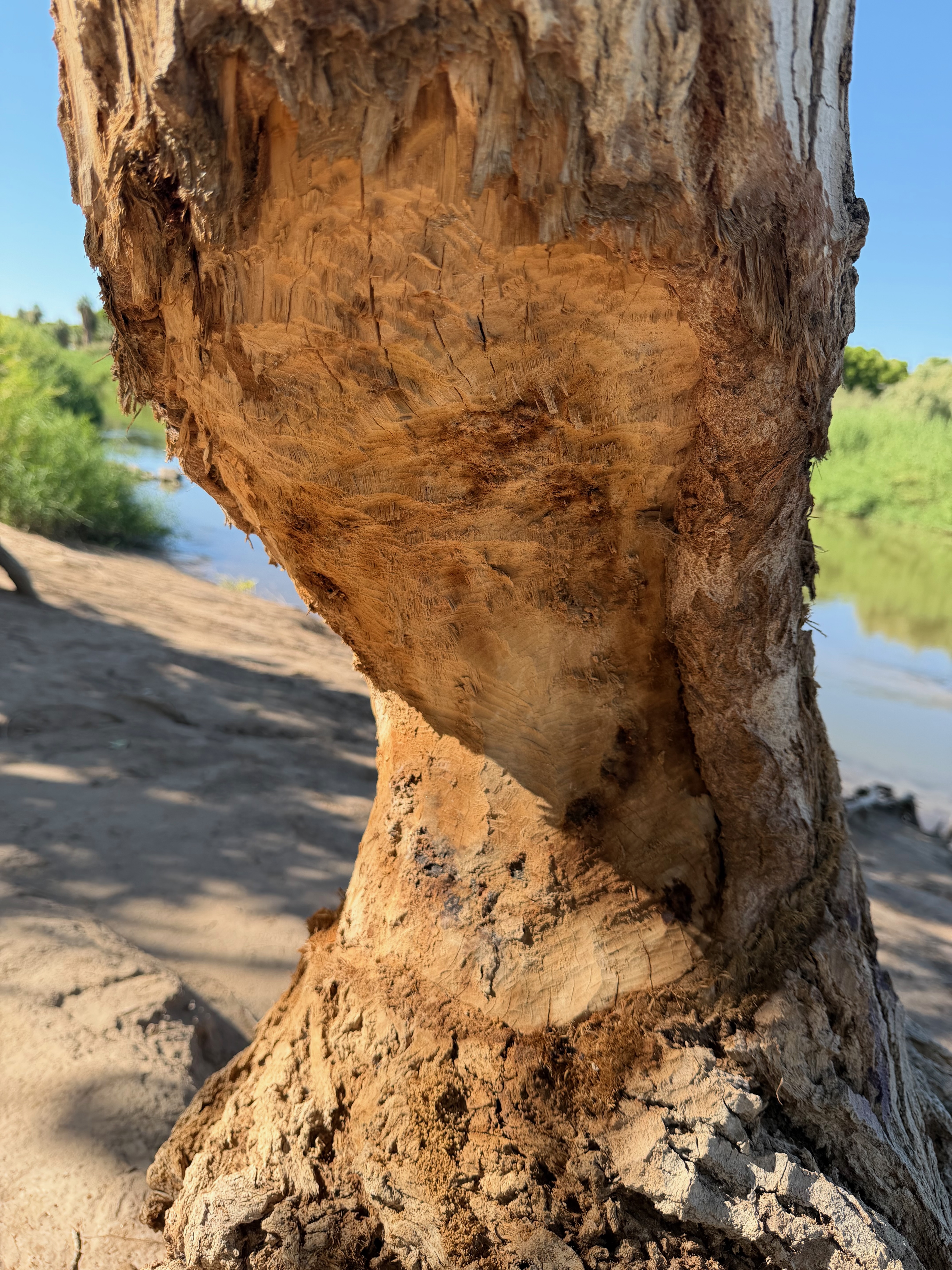 Cottonwood (Populus fremontii) almost got taken down by a beaver at some point