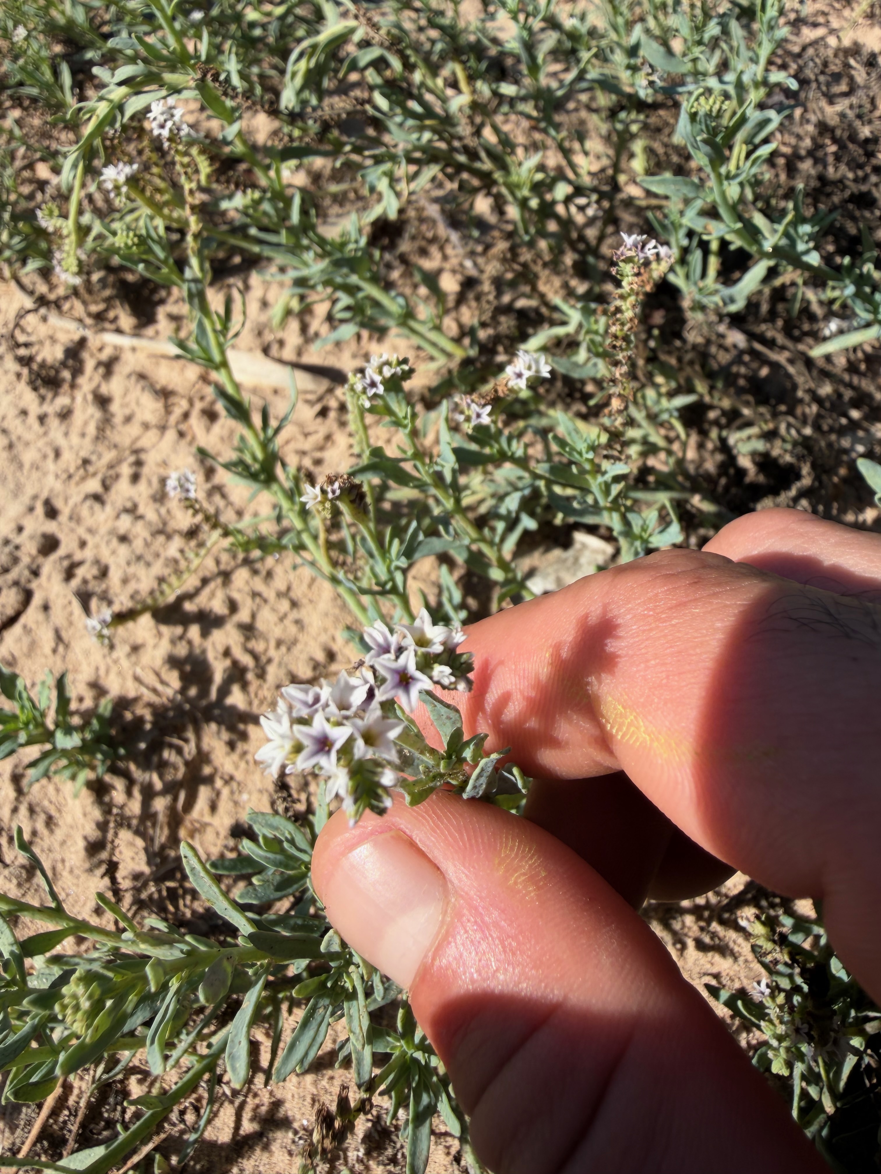 Salt heliotrope (Heliotropium curassavicum)