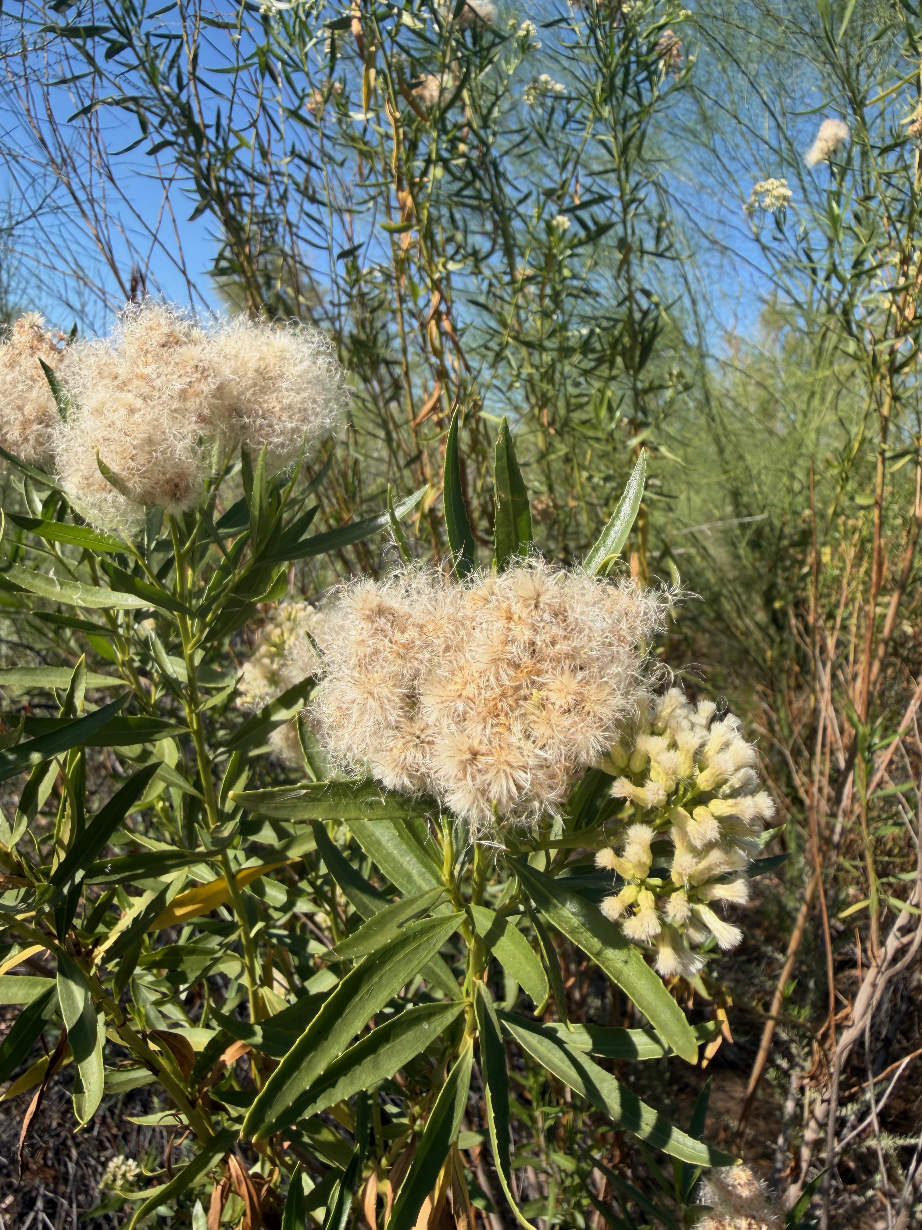 Mule fat (Baccharis salicifolia)