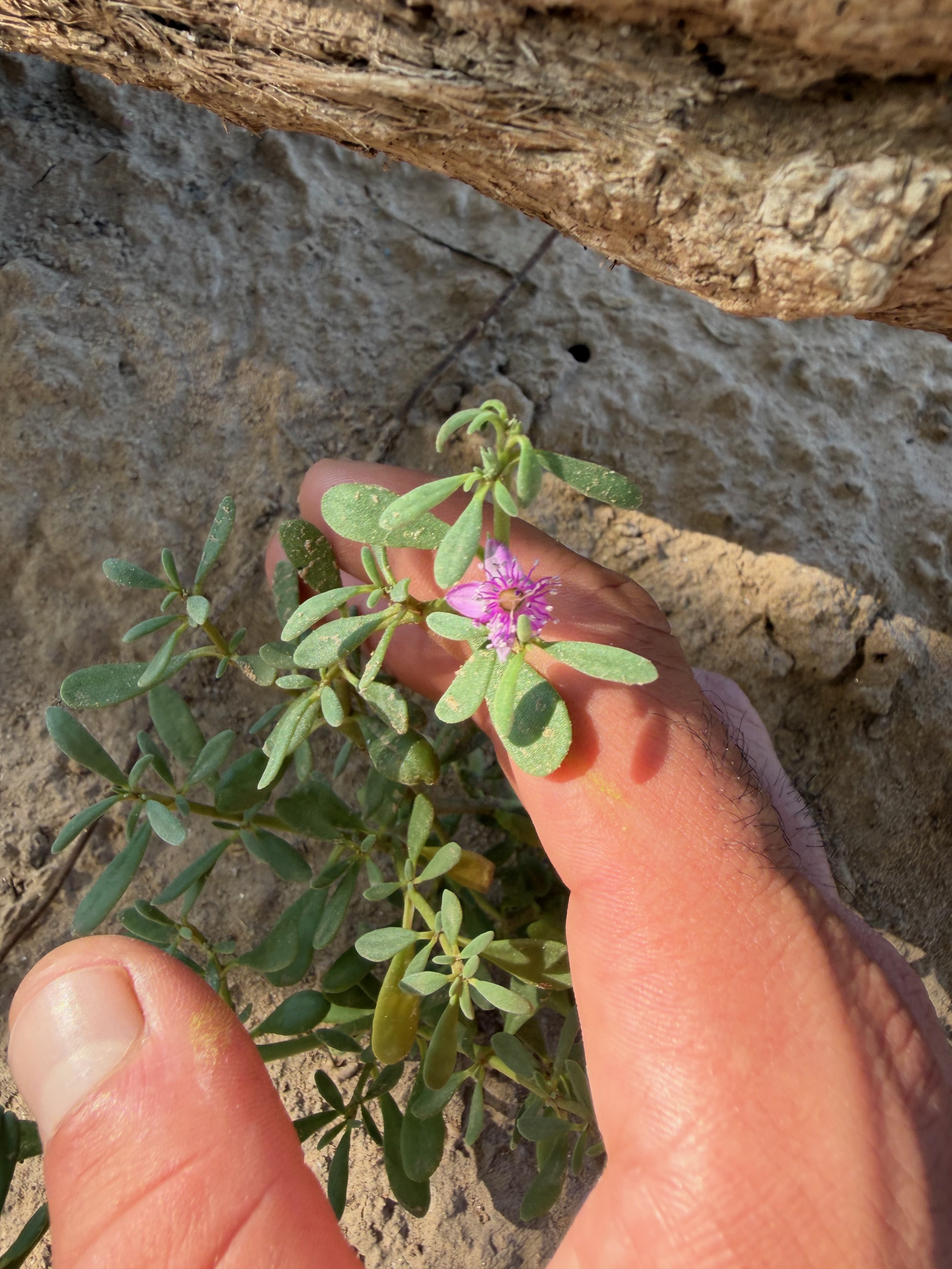 Sea-purslane (Sesuvium verrucosum)
